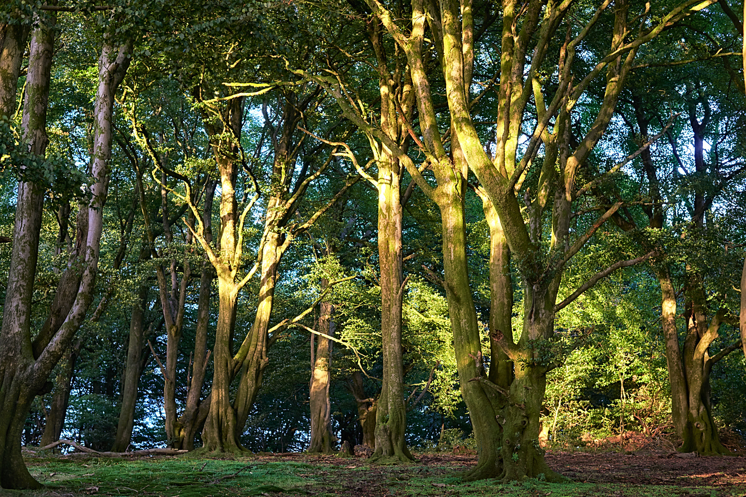 Nikon AF-S Nikkor 50mm F1.8G sample photo. Beech wood photography
