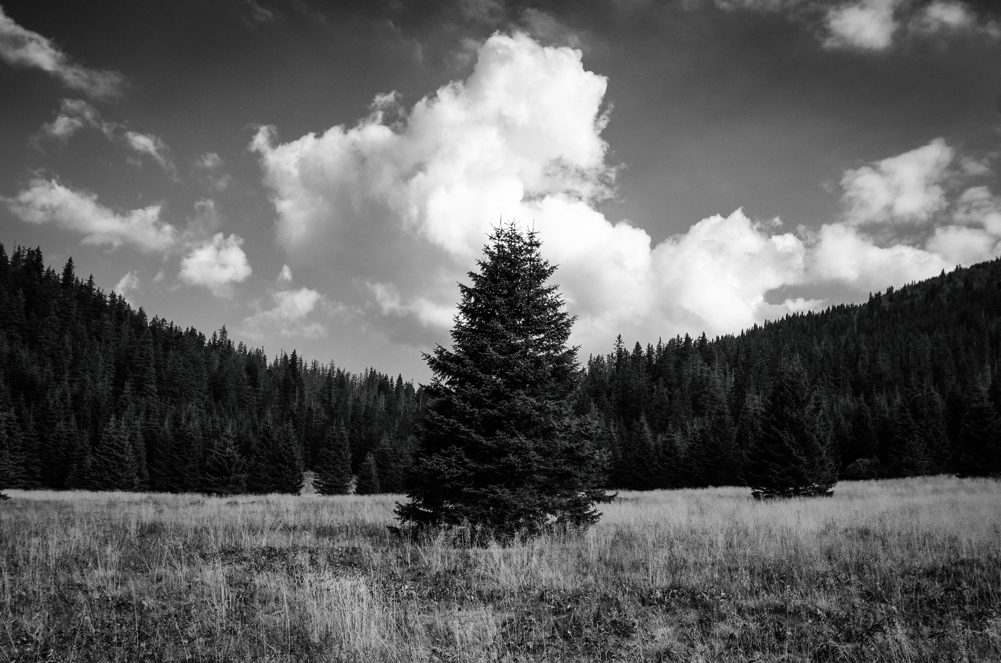 Pentax K-5 sample photo. Lonely tree photography