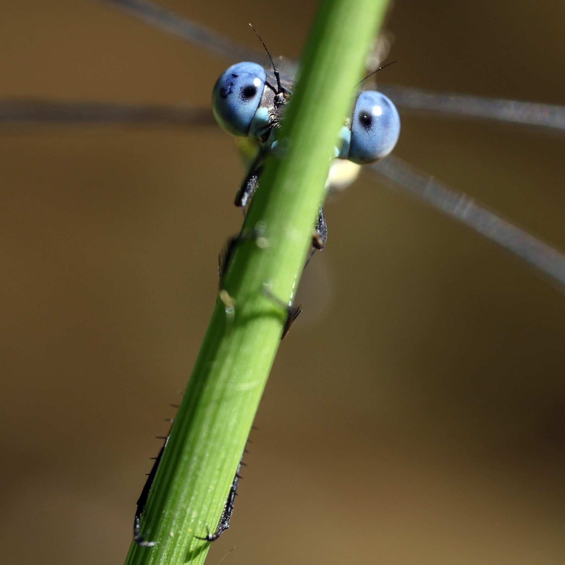 Panasonic Leica DG Macro-Elmarit 45mm F2.8 ASPH OIS sample photo. Great spreadwing eyes photography