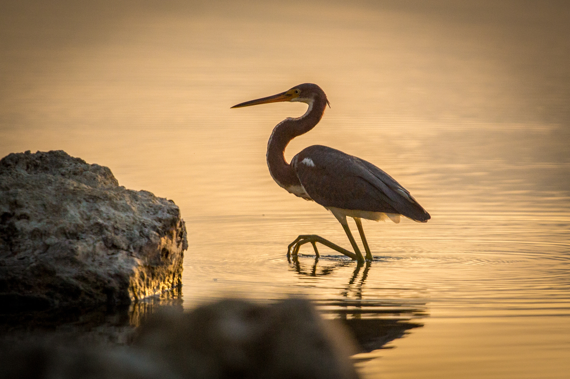 Canon EOS 650D (EOS Rebel T4i / EOS Kiss X6i) + Canon EF 70-200mm F4L USM sample photo. Florida keys, usa 2016 photography