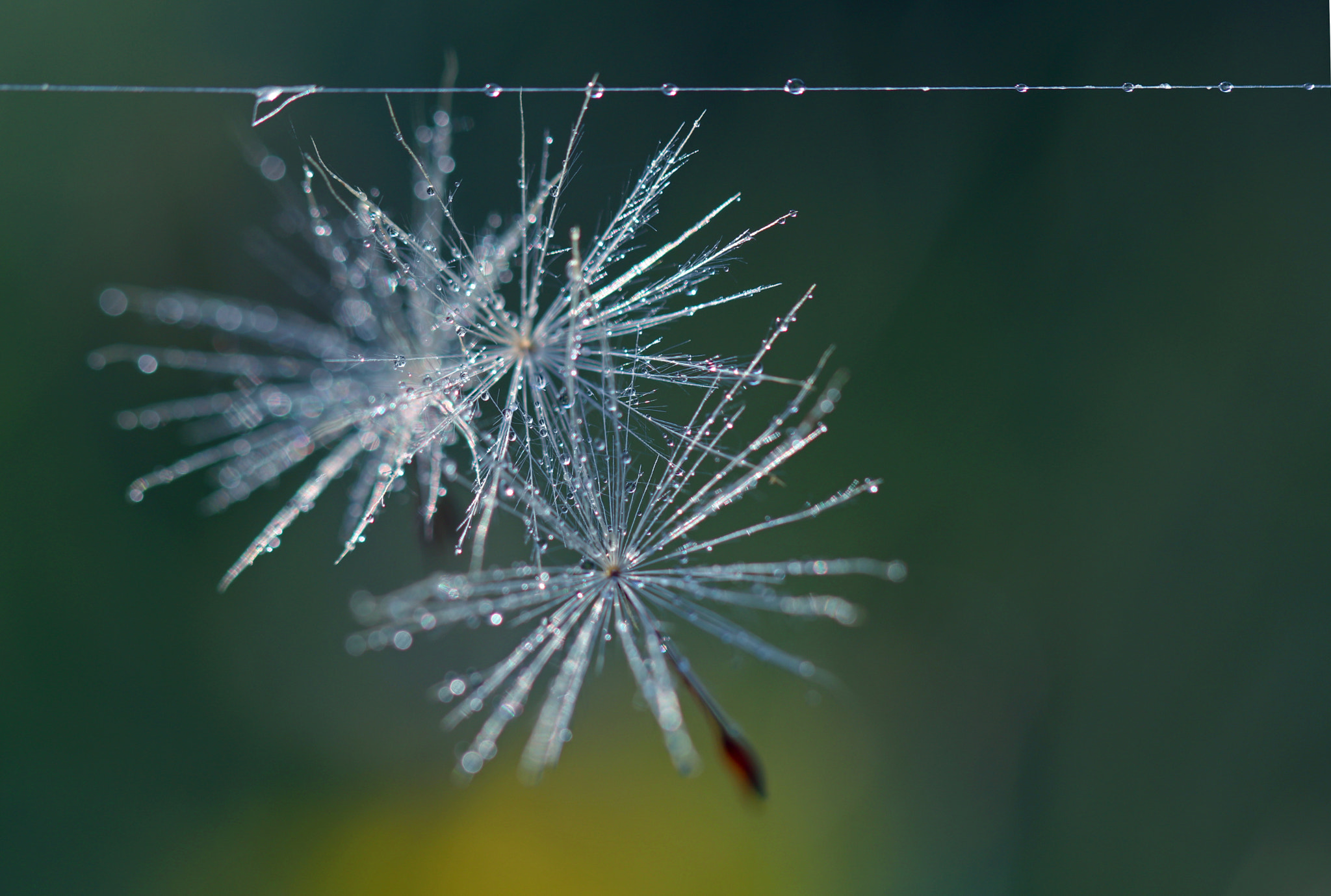 Canon EOS 80D + Canon EF 100mm F2.8L Macro IS USM sample photo. Seeds photography