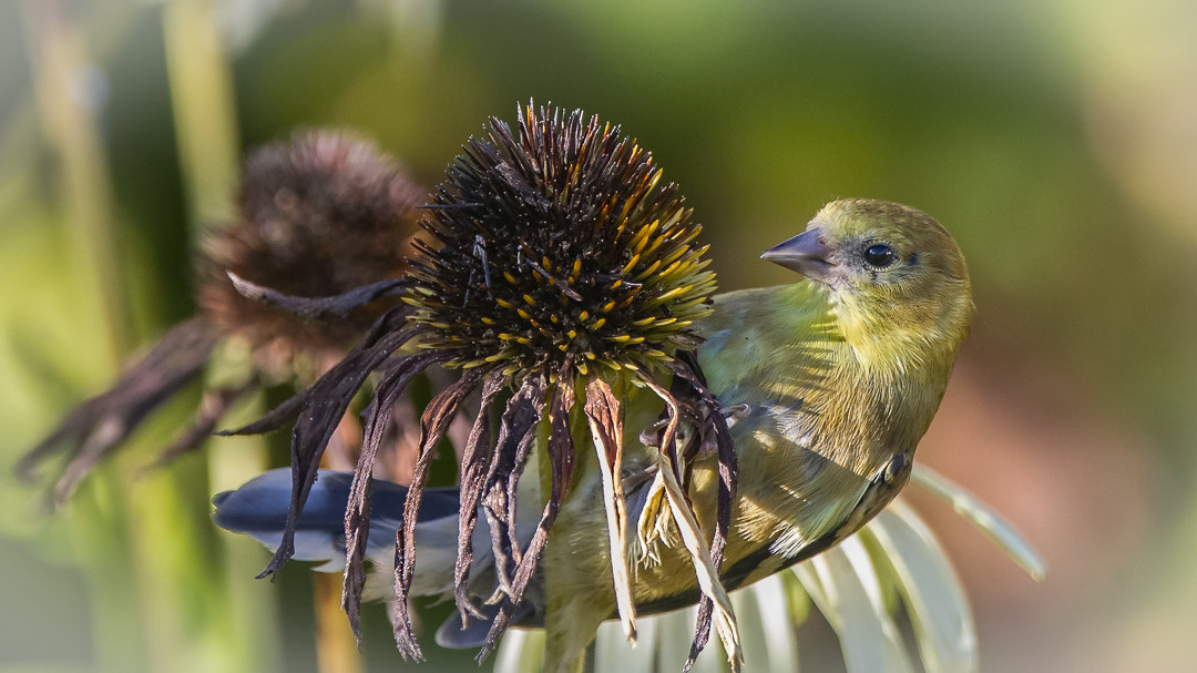 Canon EOS-1D Mark IV sample photo. Chardonneret photography