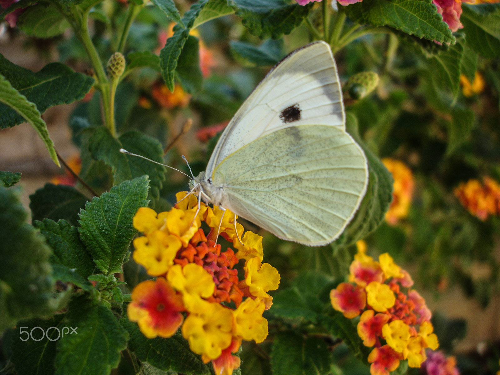 Sony DSC-P200 sample photo. White butterfly photography