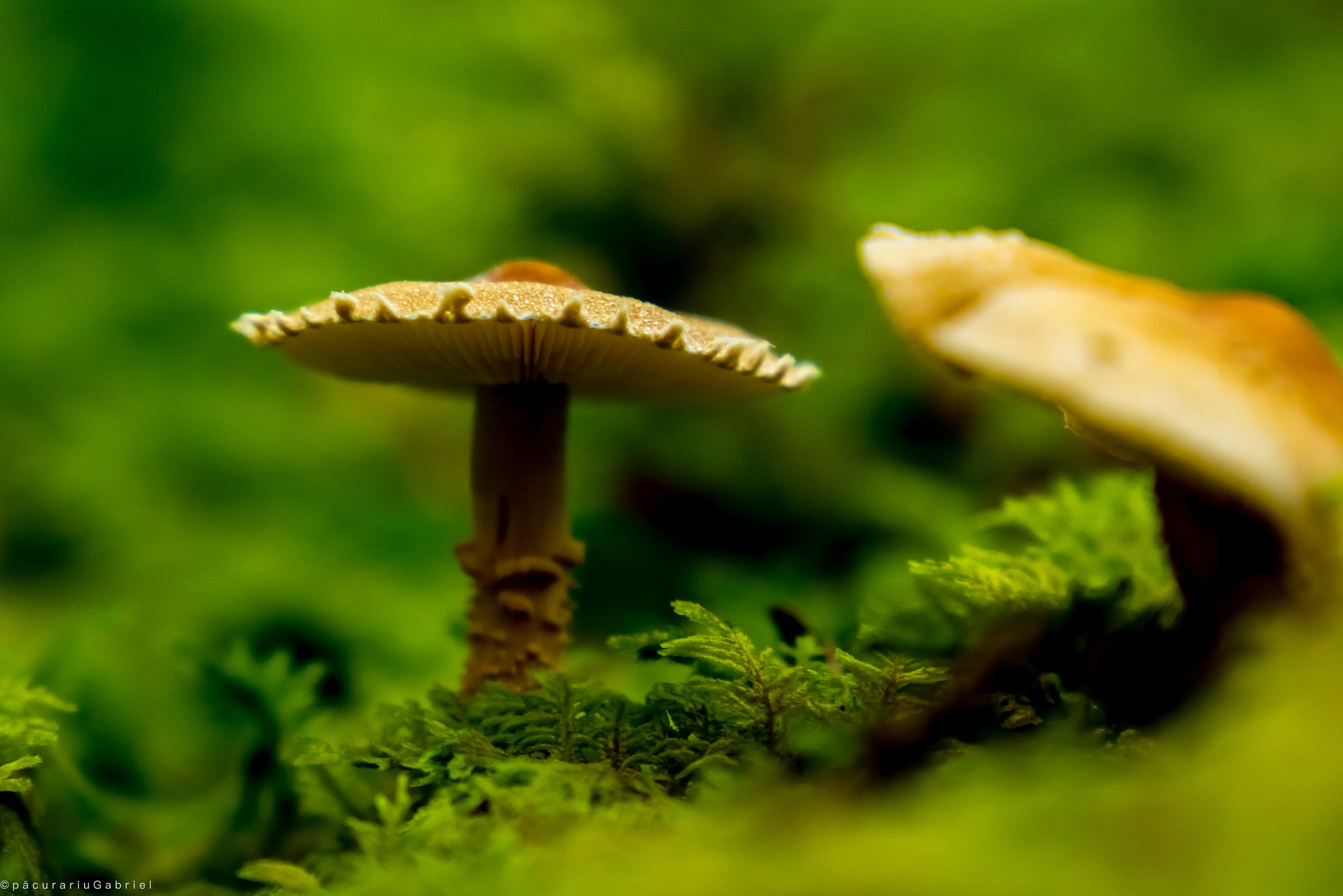 Canon EF 24-105mm F3.5-5.6 IS STM sample photo. Ciupercu photography