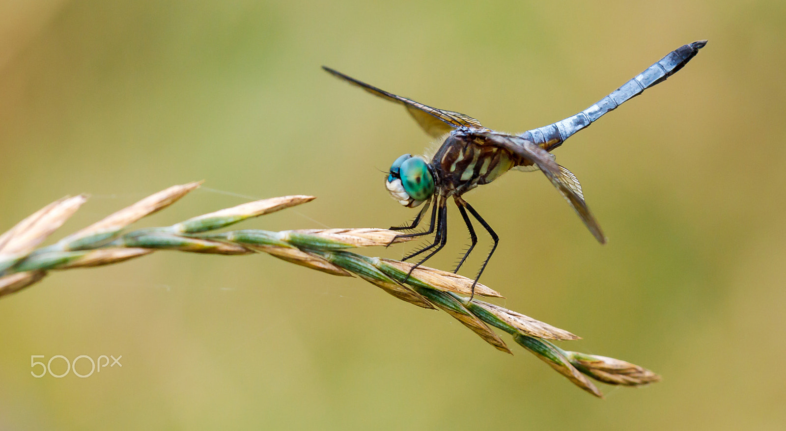 Canon EOS 500D (EOS Rebel T1i / EOS Kiss X3) sample photo. Blue dasher dragonfly photography