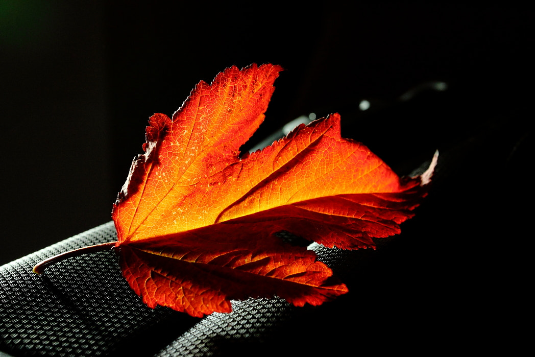 Canon EF 17-40mm F4L USM sample photo. Autumn photography
