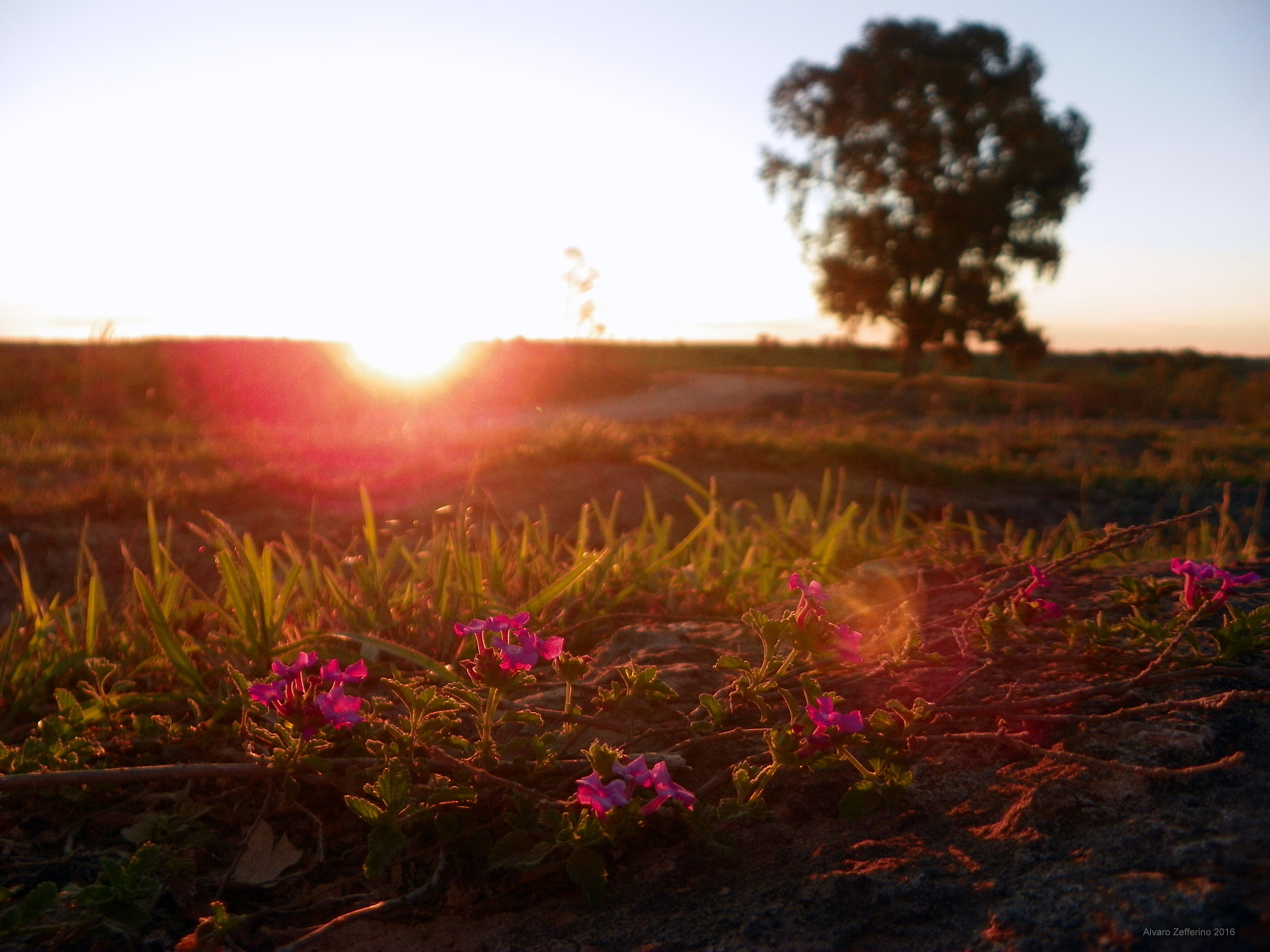 Kodak EasyShare Z981 sample photo. Atardecer campestre photography