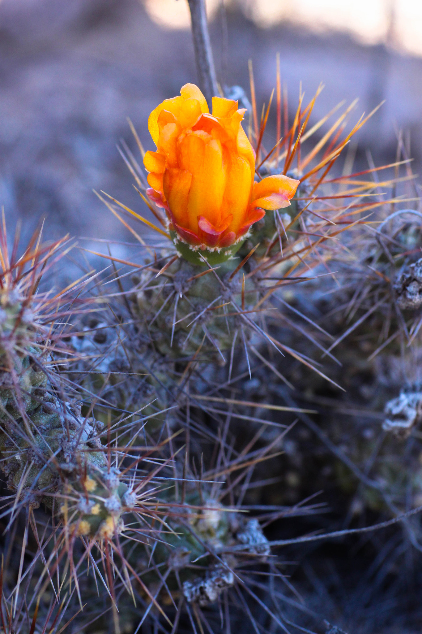 Sigma 50mm f/1.4 EX DG HSM + 1.4x sample photo. Flor del desierto photography