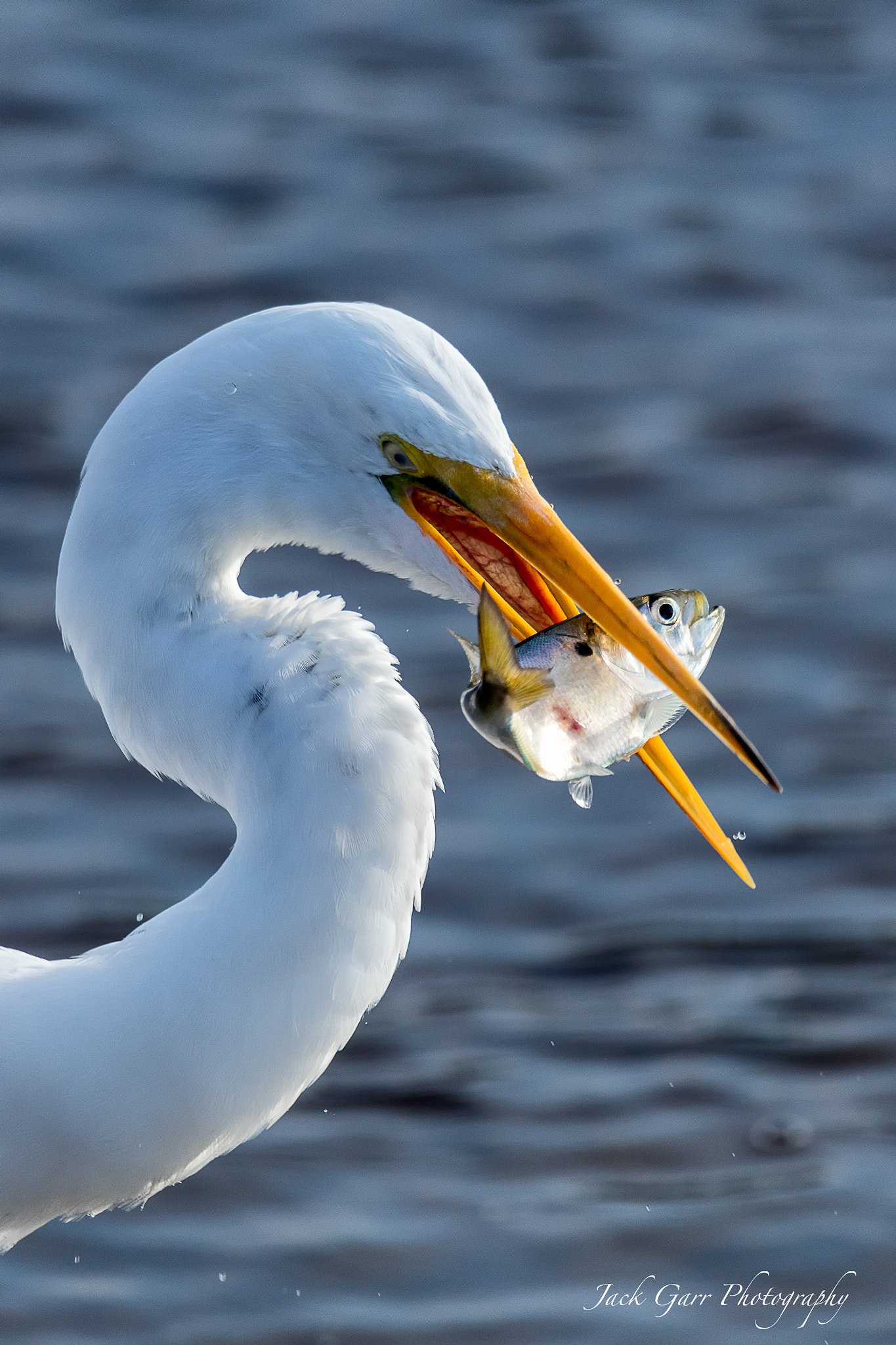 150-600mm F5-6.3 DG OS HSM | Sports 014 sample photo. Great white egret with fish photography
