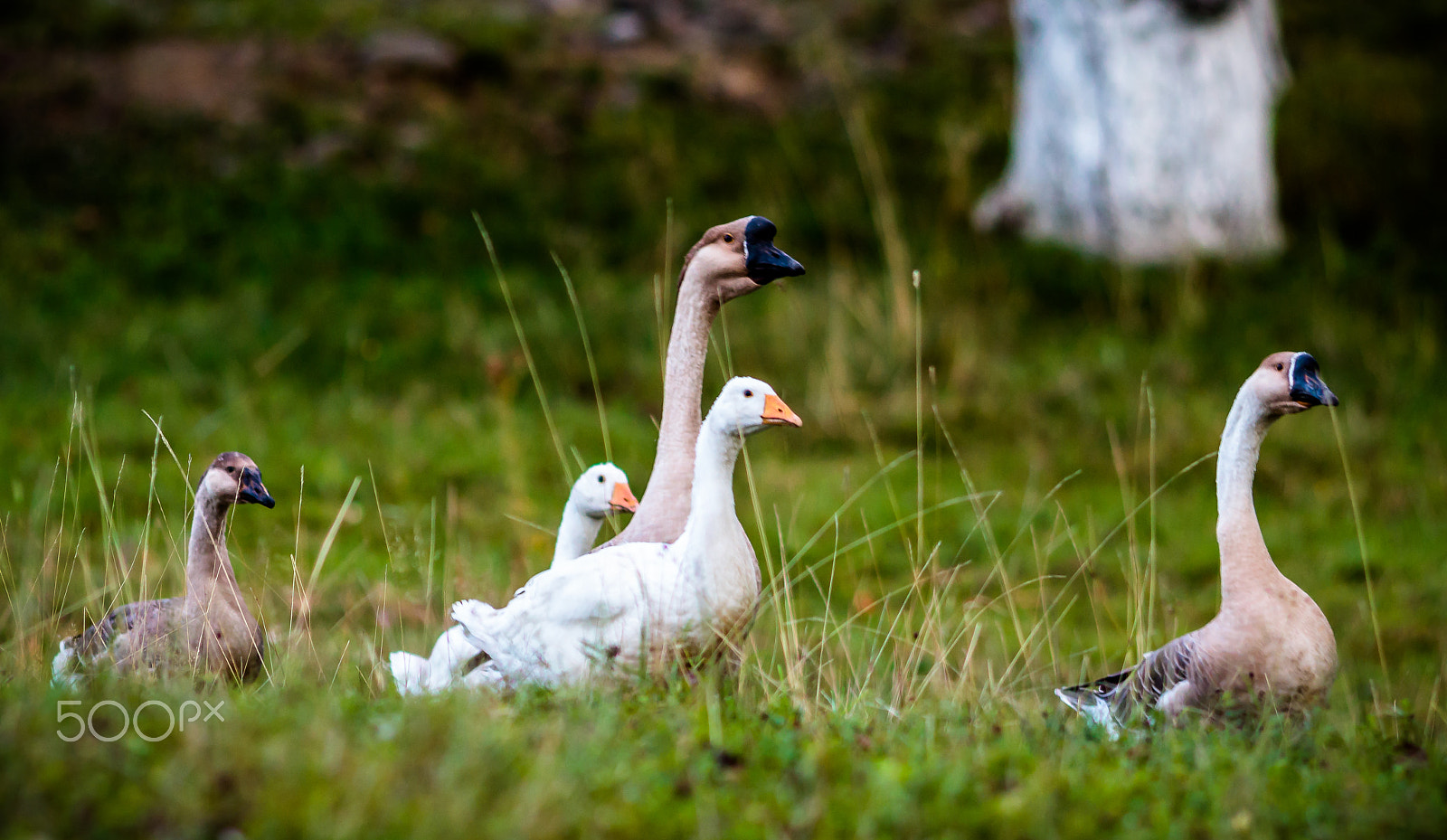Canon EF 200mm F2.8L II USM sample photo. Gooses marching home photography