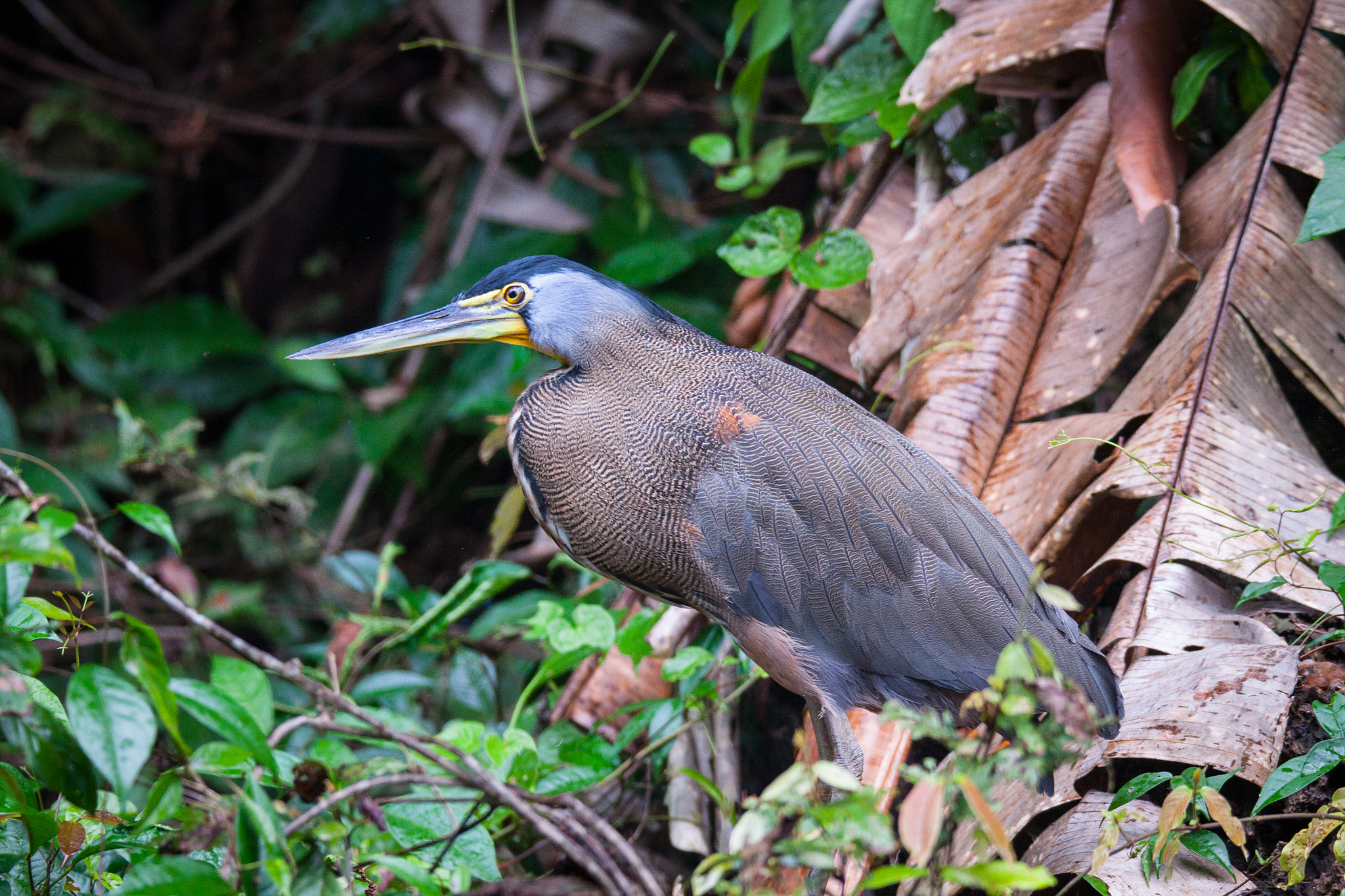 Canon EOS 50D sample photo. Bare-throated tiger heron photography