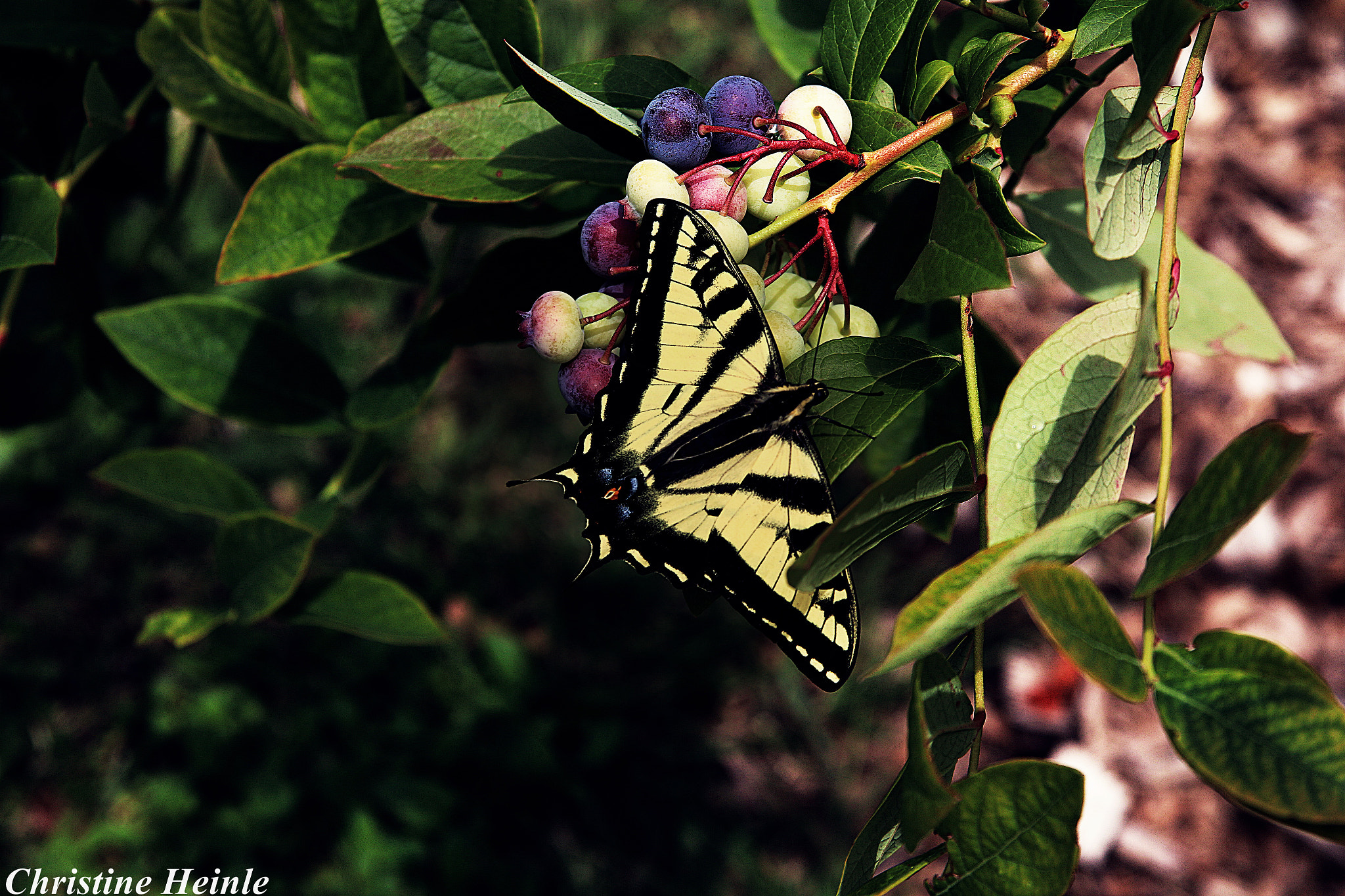Sigma 17-70mm F2.8-4 DC Macro OS HSM sample photo. Blueberry butterfly photography