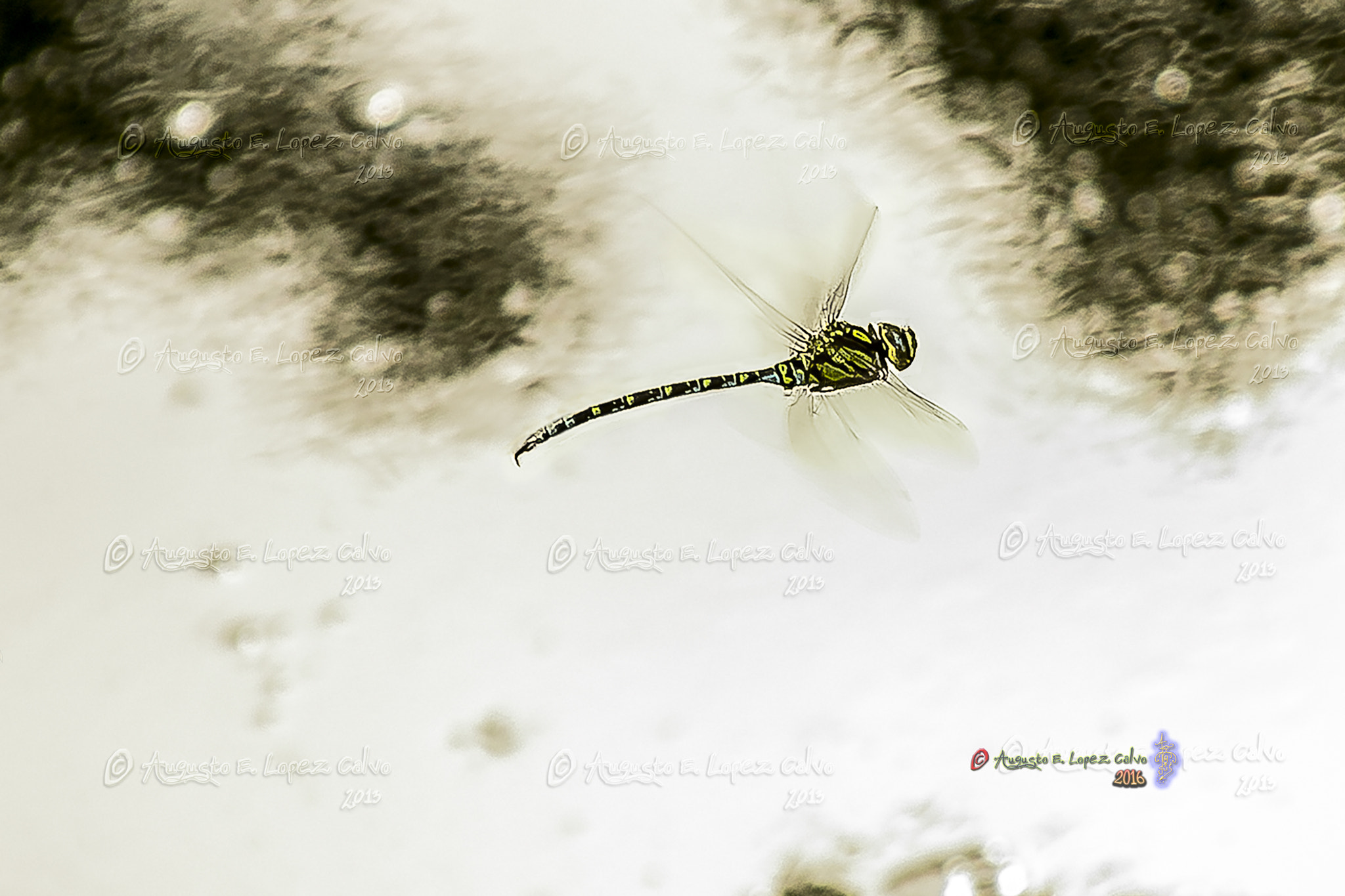 Sigma 28-300mm F3.5-6.3 DG Macro sample photo. Libélula patrullando el río en busca de presas. photography