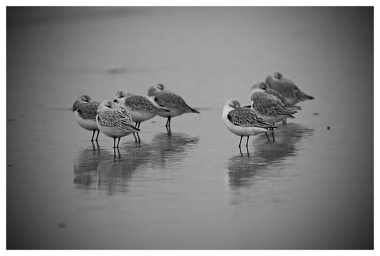 Nikon D50 sample photo. Group resting photography