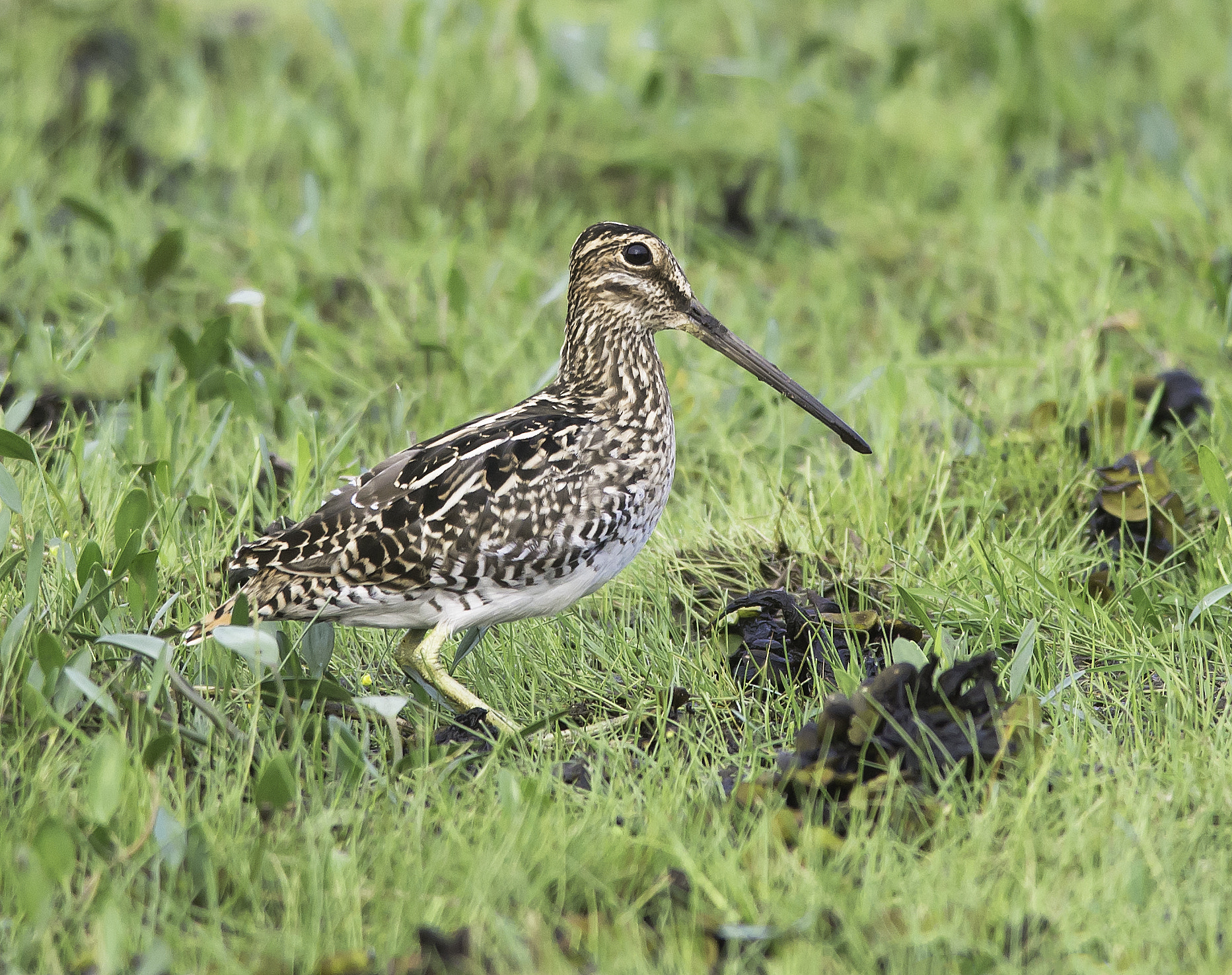 Nikon D600 + Nikon AF-S Nikkor 300mm F4D ED-IF sample photo. Snipe photography