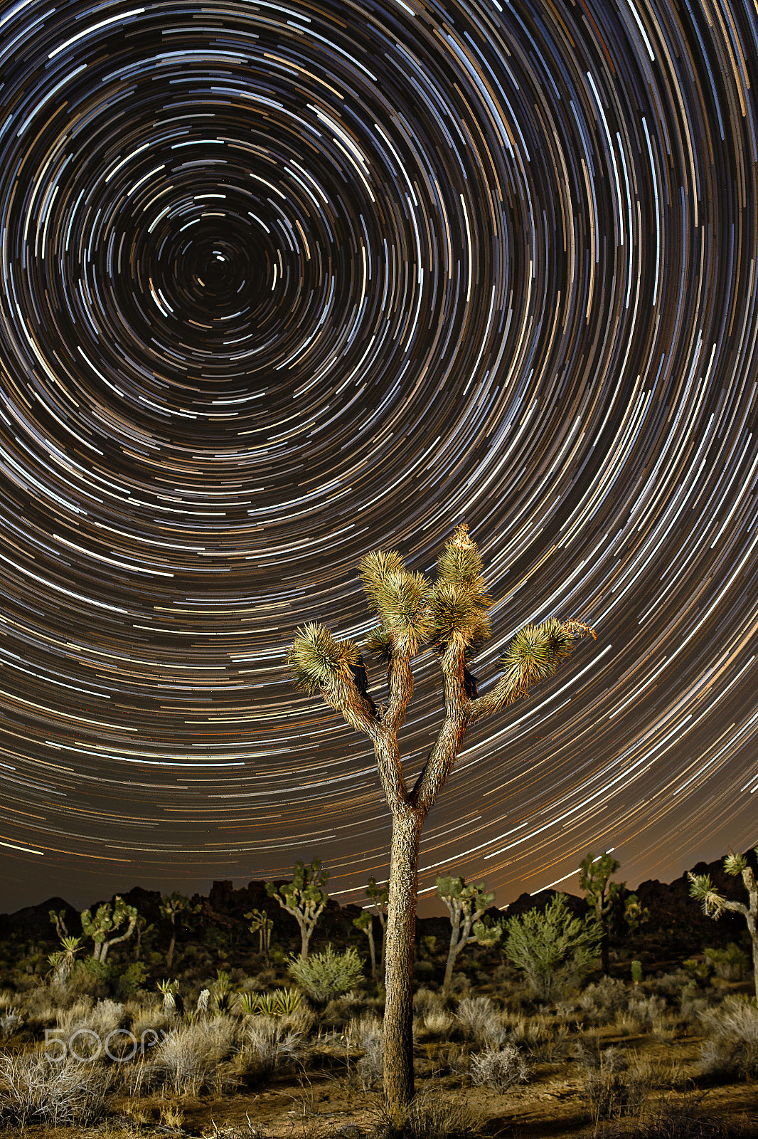 Canon EOS-1D X sample photo. Star trails over joshua tree photography