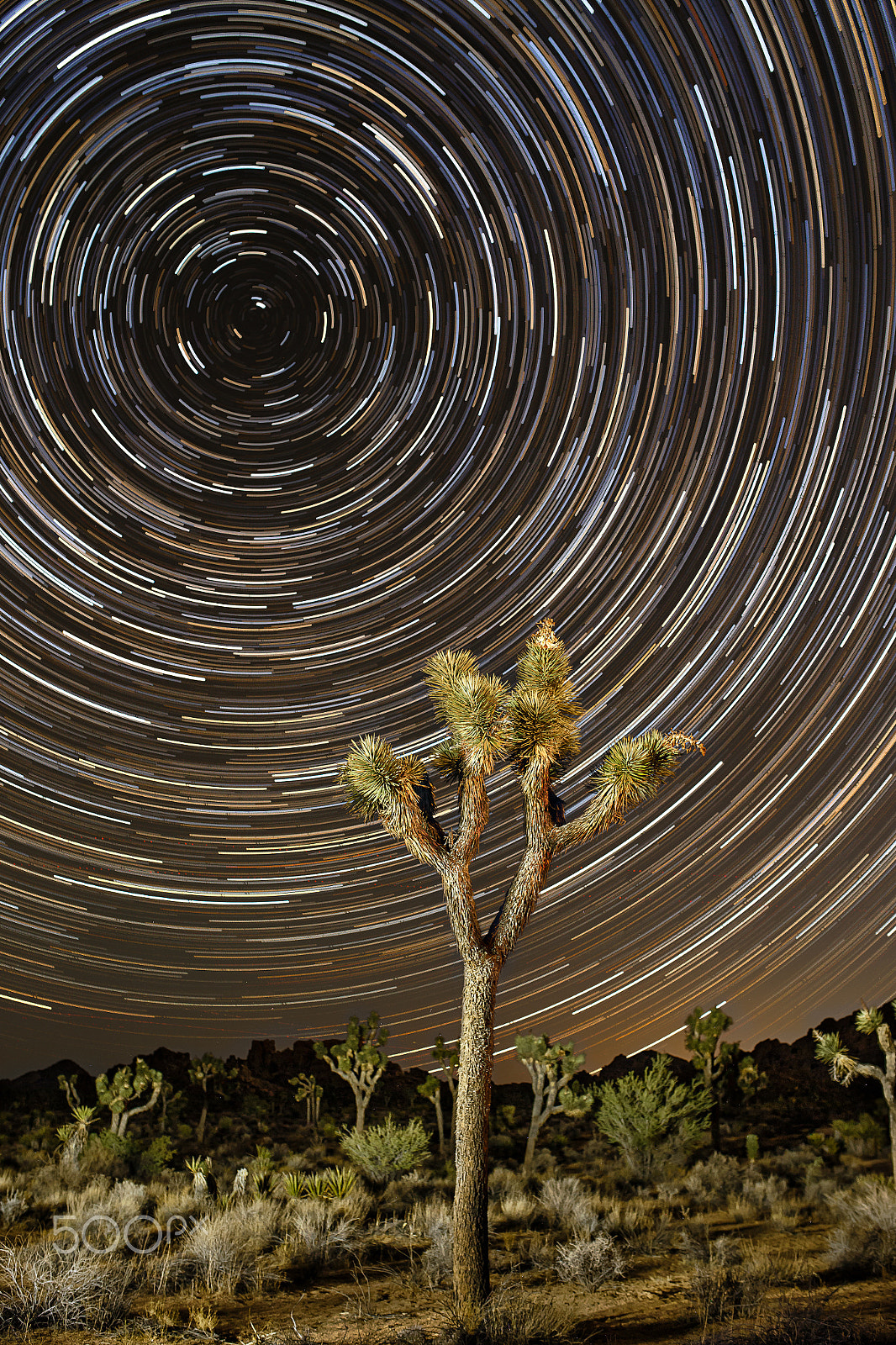 Sigma 35mm F1.4 DG HSM Art sample photo. Star trails over joshua tree photography