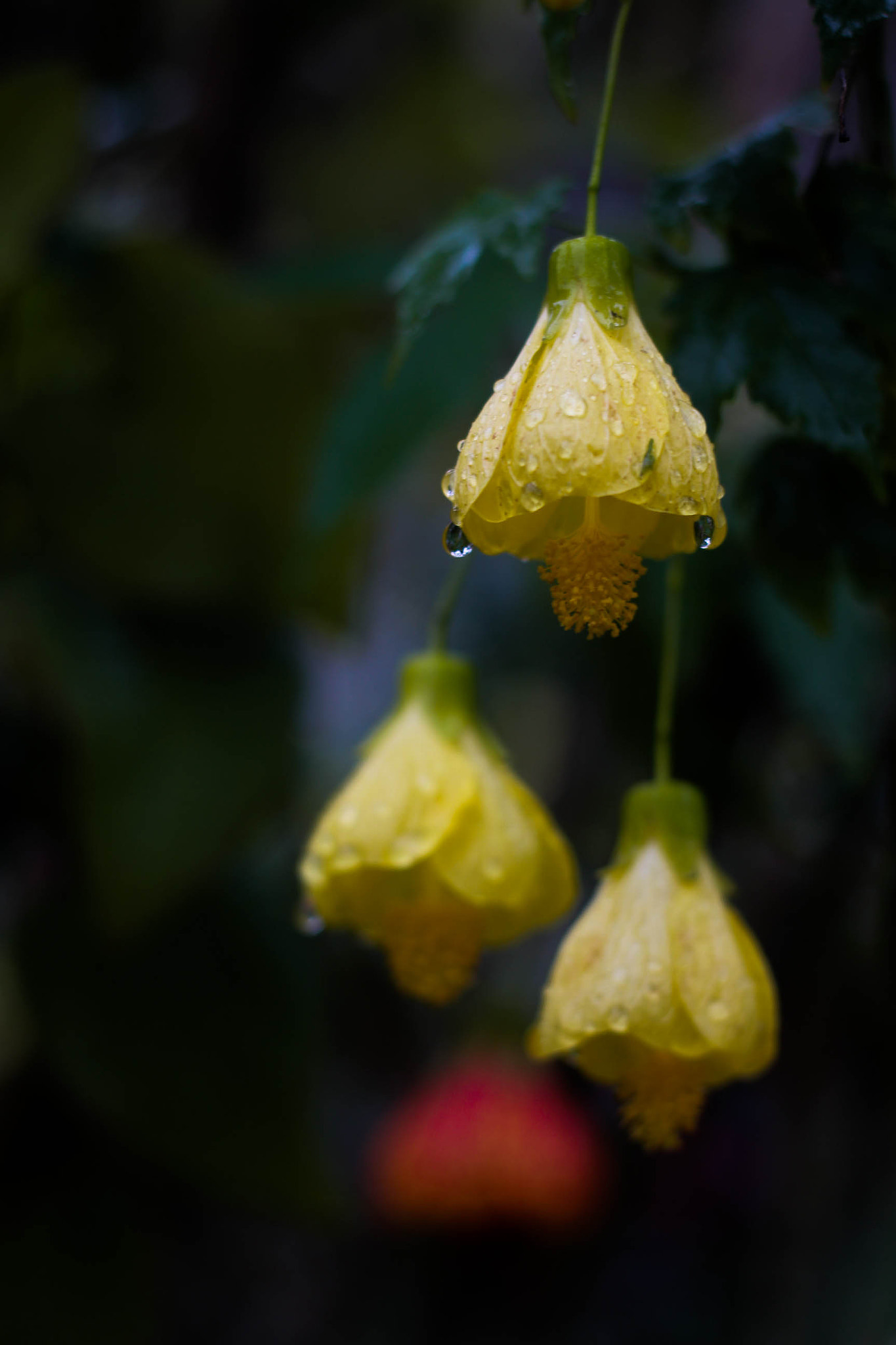 Canon EOS 700D (EOS Rebel T5i / EOS Kiss X7i) + Canon EF 50mm F1.8 II sample photo. Bells / sinos photography
