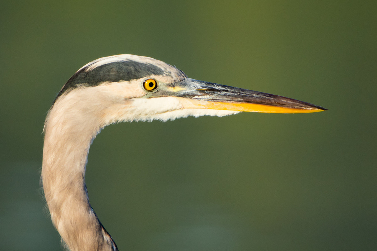 Canon EF 200-400mm F4L IS USM Extender 1.4x sample photo. Great blue heron photography