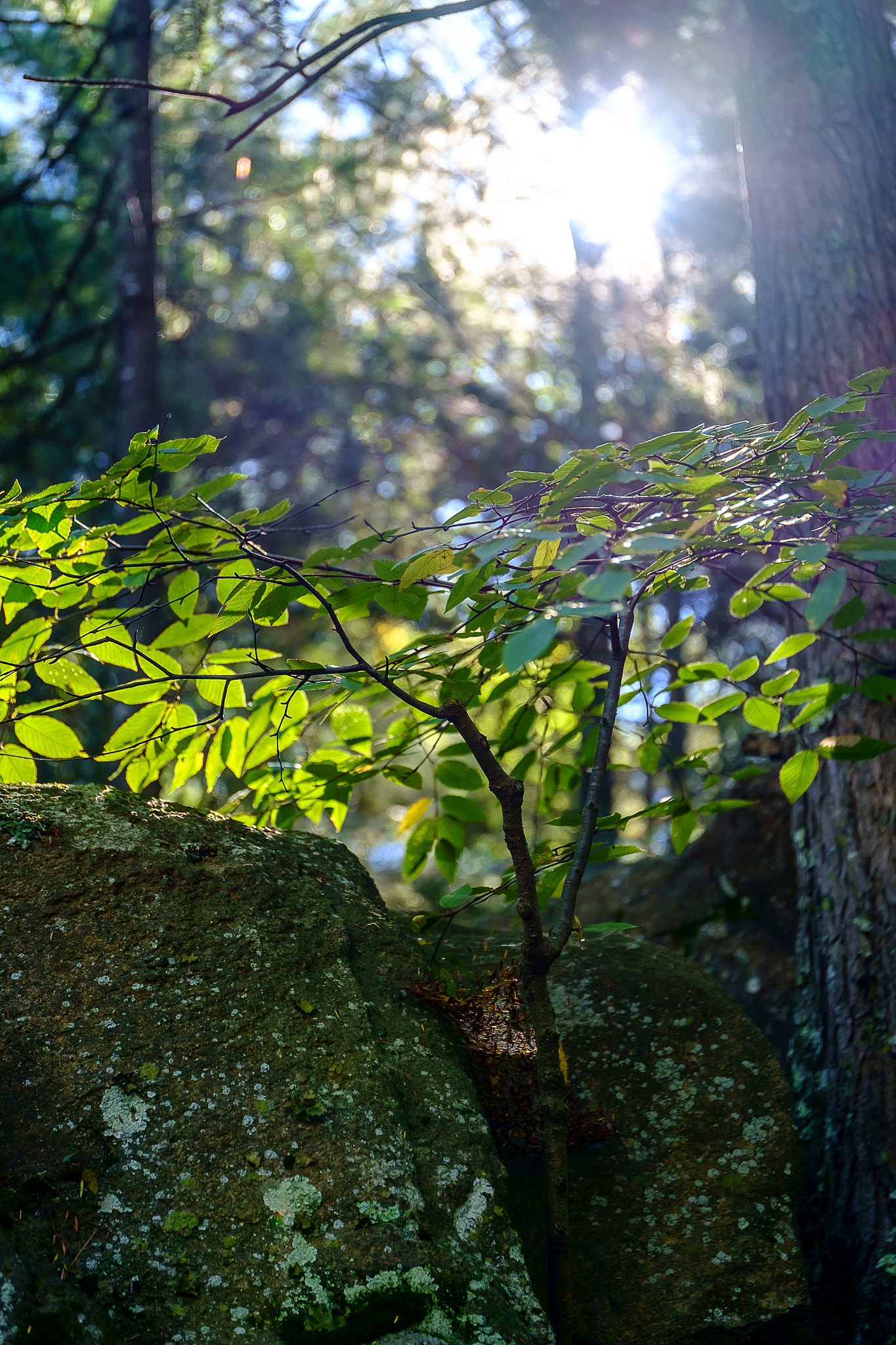 Fujifilm X-E1 + ZEISS Touit 50mm F2.8 sample photo. Stuck between a rock photography