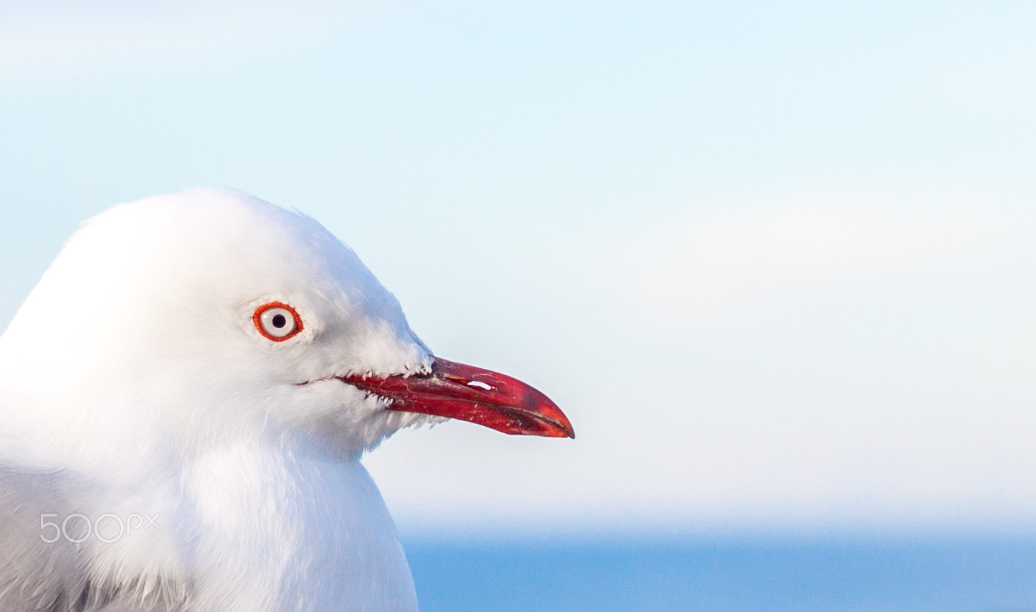 Canon EOS 500D (EOS Rebel T1i / EOS Kiss X3) sample photo. Portrait of a seagull photography