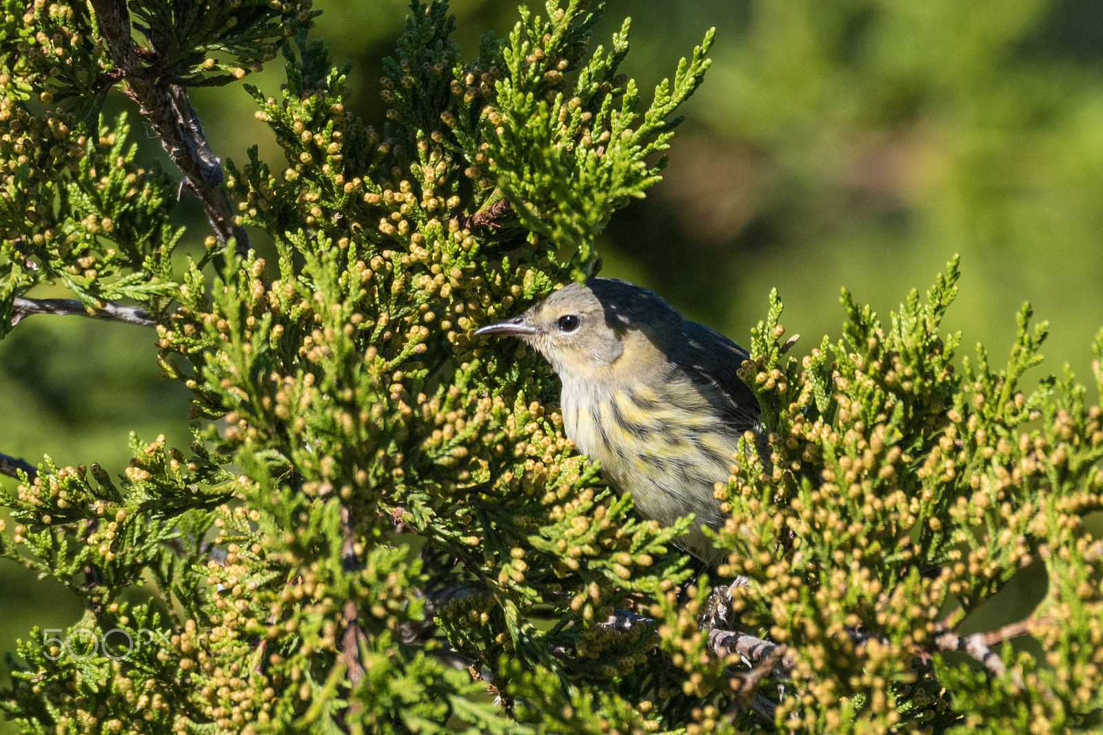 Nikon D5500 + Sigma 150-600mm F5-6.3 DG OS HSM | C sample photo. Cape may warbler (female) photography