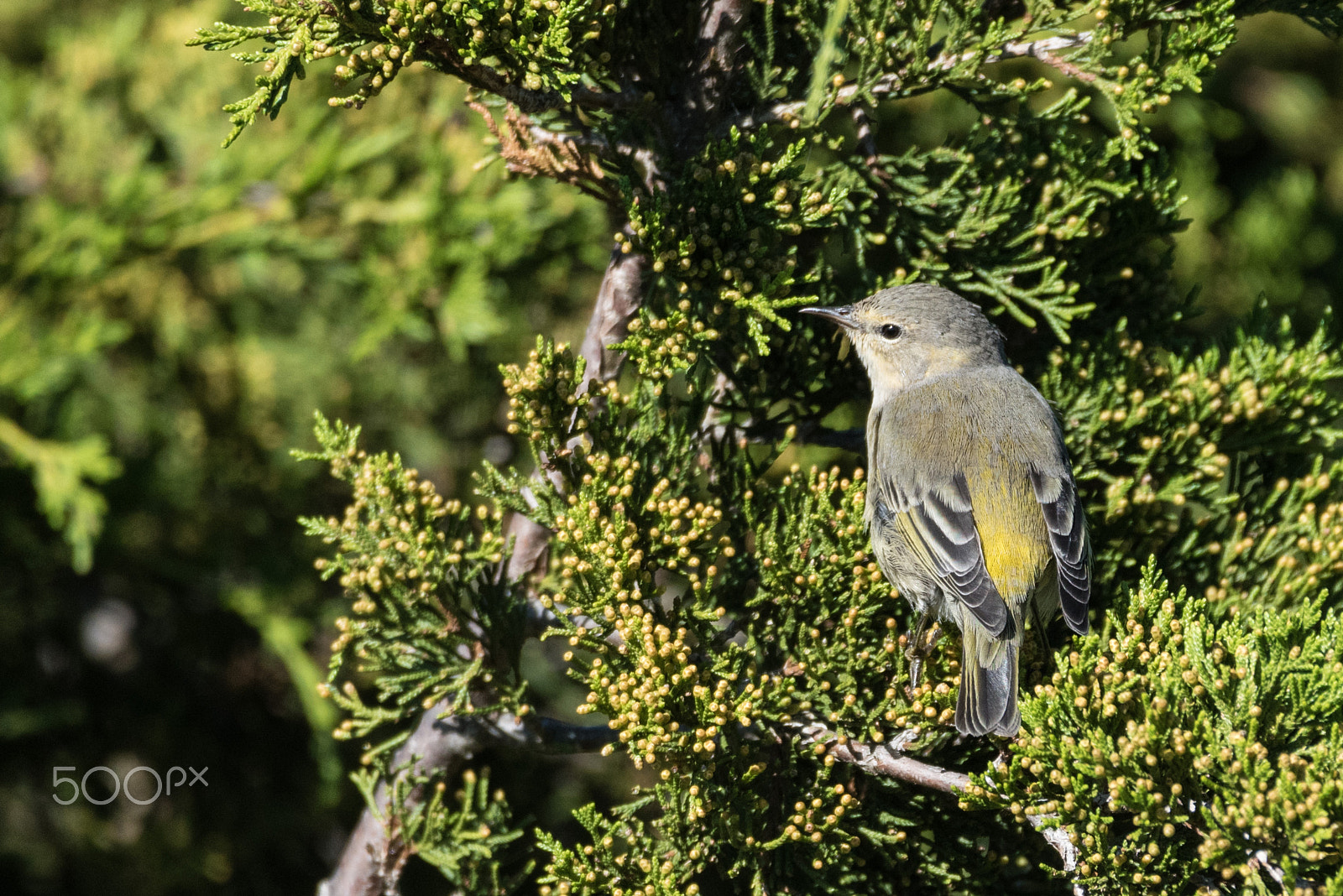 Nikon D5500 sample photo. Cape may warbler (female) photography