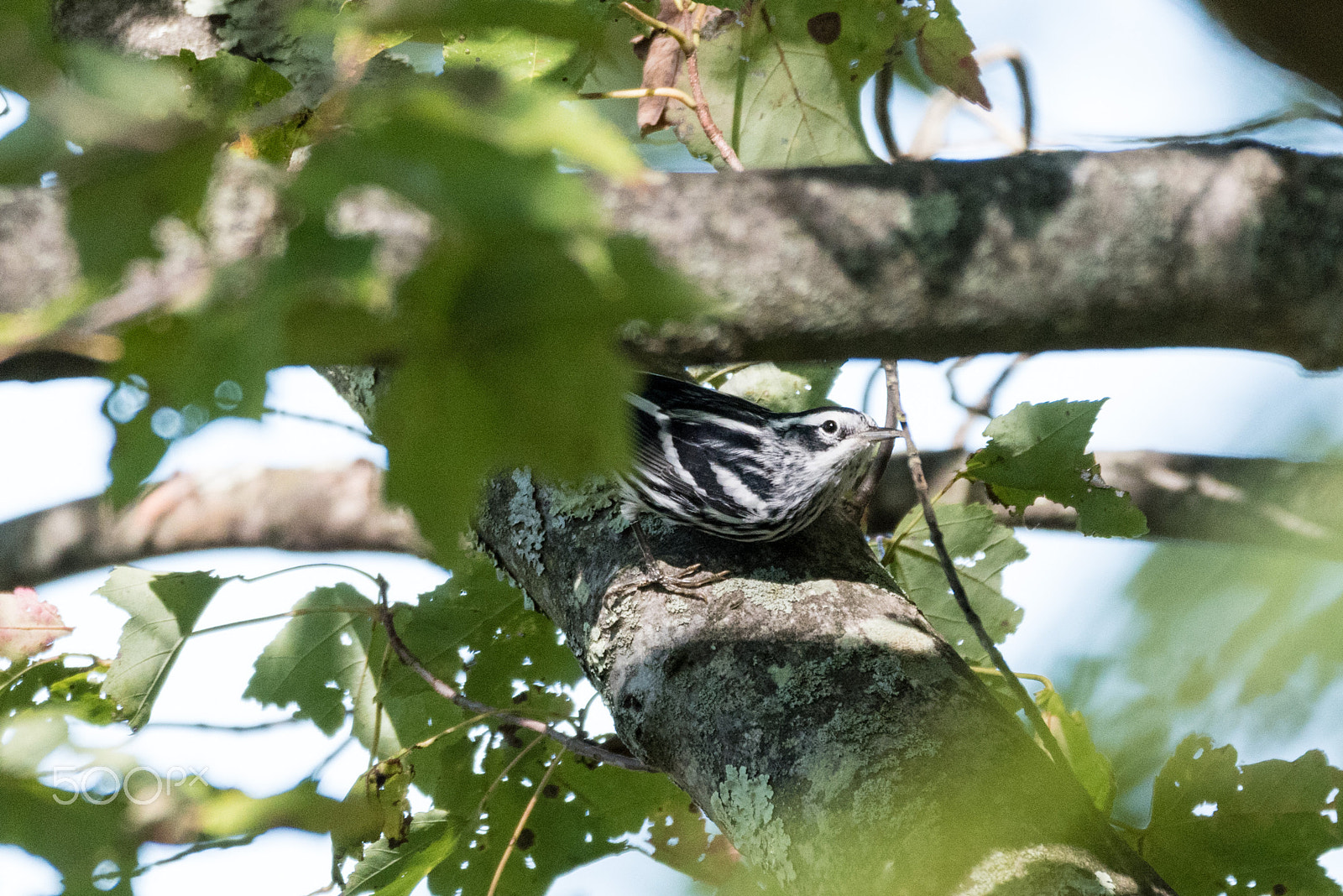Nikon D5500 sample photo. Black-and-white warbler photography