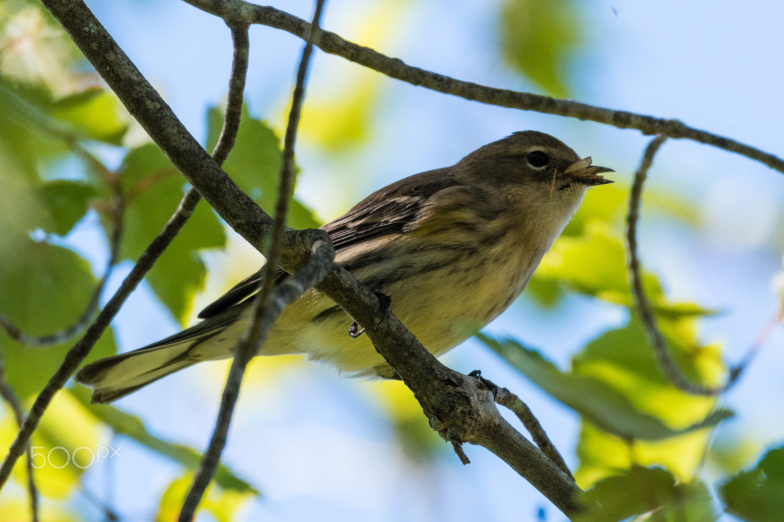 Sigma 150-600mm F5-6.3 DG OS HSM | C sample photo