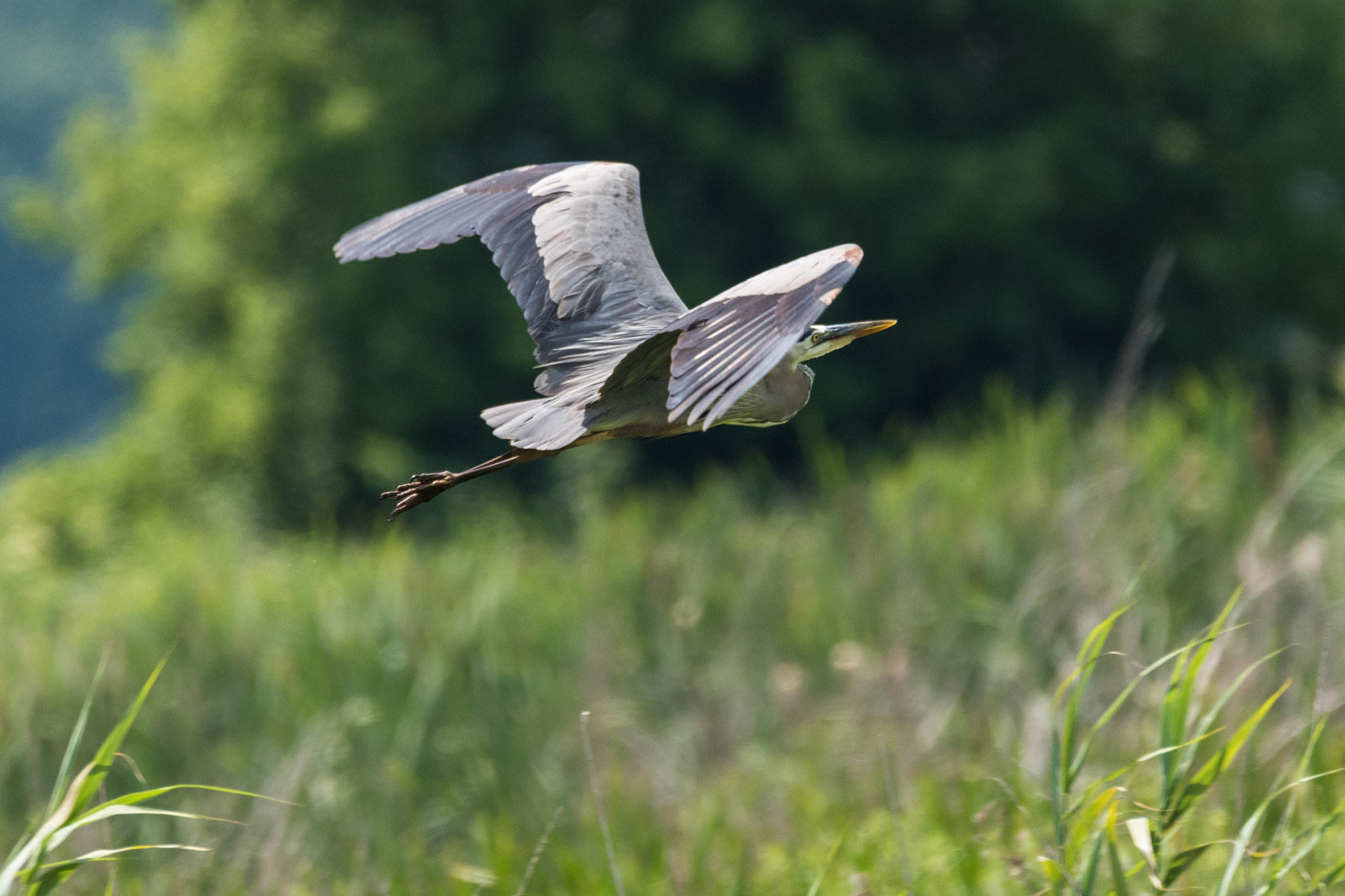 Sigma 150-600mm F5-6.3 DG OS HSM | C sample photo. Great blue heron photography
