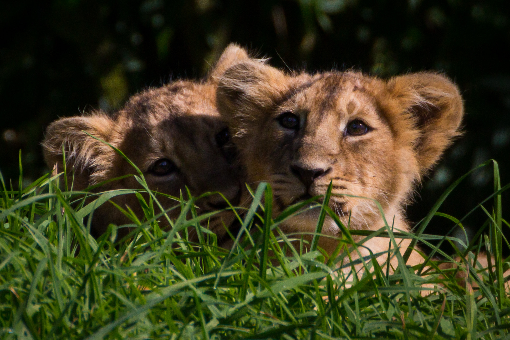 Canon EF 70-300mm F4-5.6L IS USM sample photo. Lion cubs photography