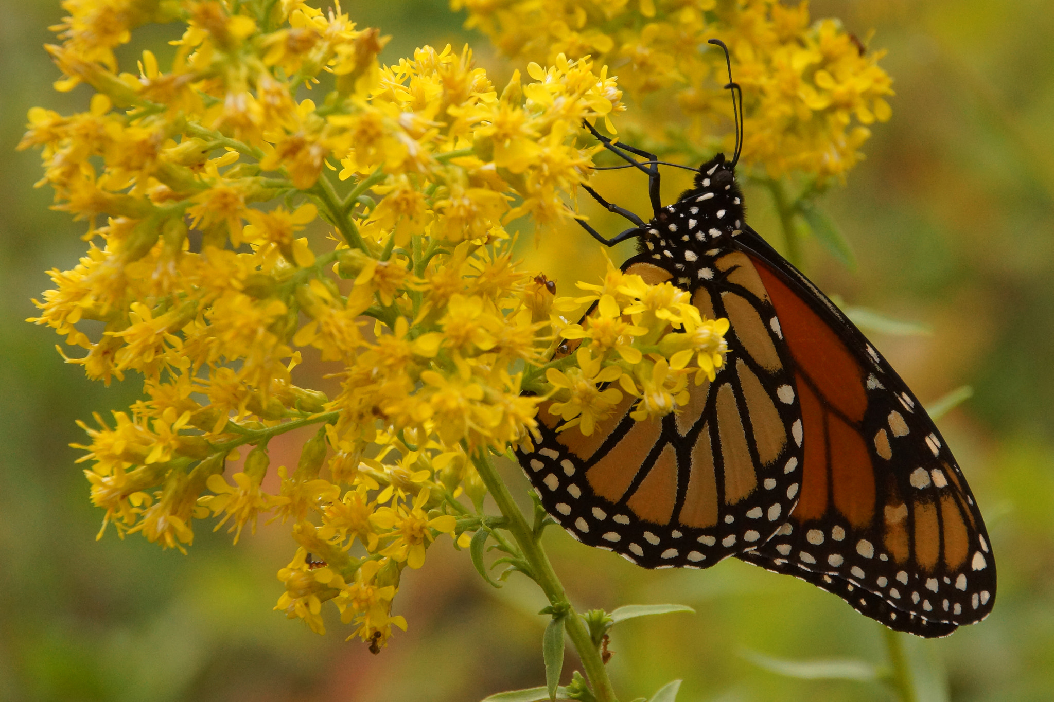 Sony SLT-A65 (SLT-A65V) sample photo. Monarch butterfly on yellow flower photography