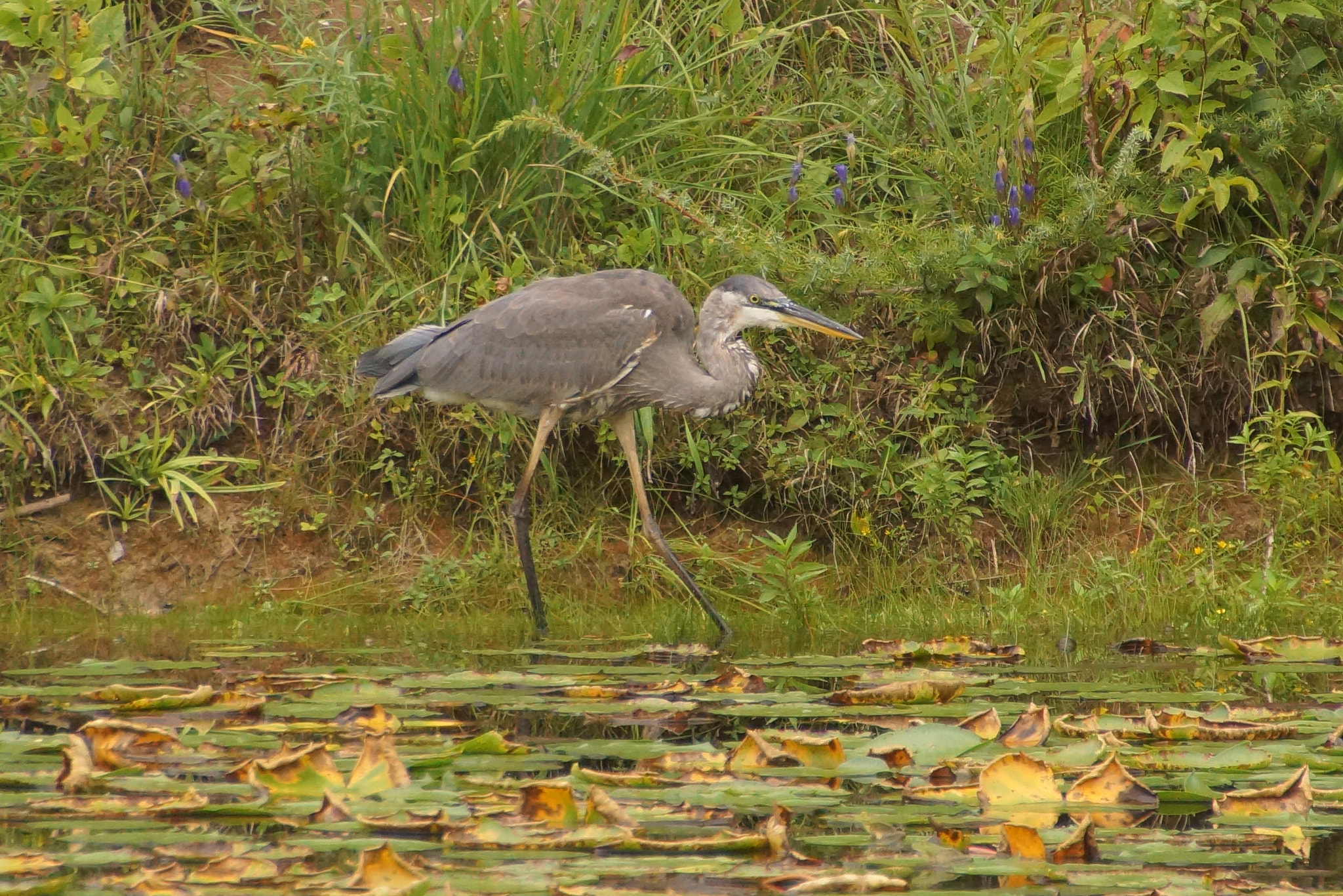 Sony SLT-A65 (SLT-A65V) + DT 18-270mm F3.5-6.3 SSM sample photo. Blue heron photography