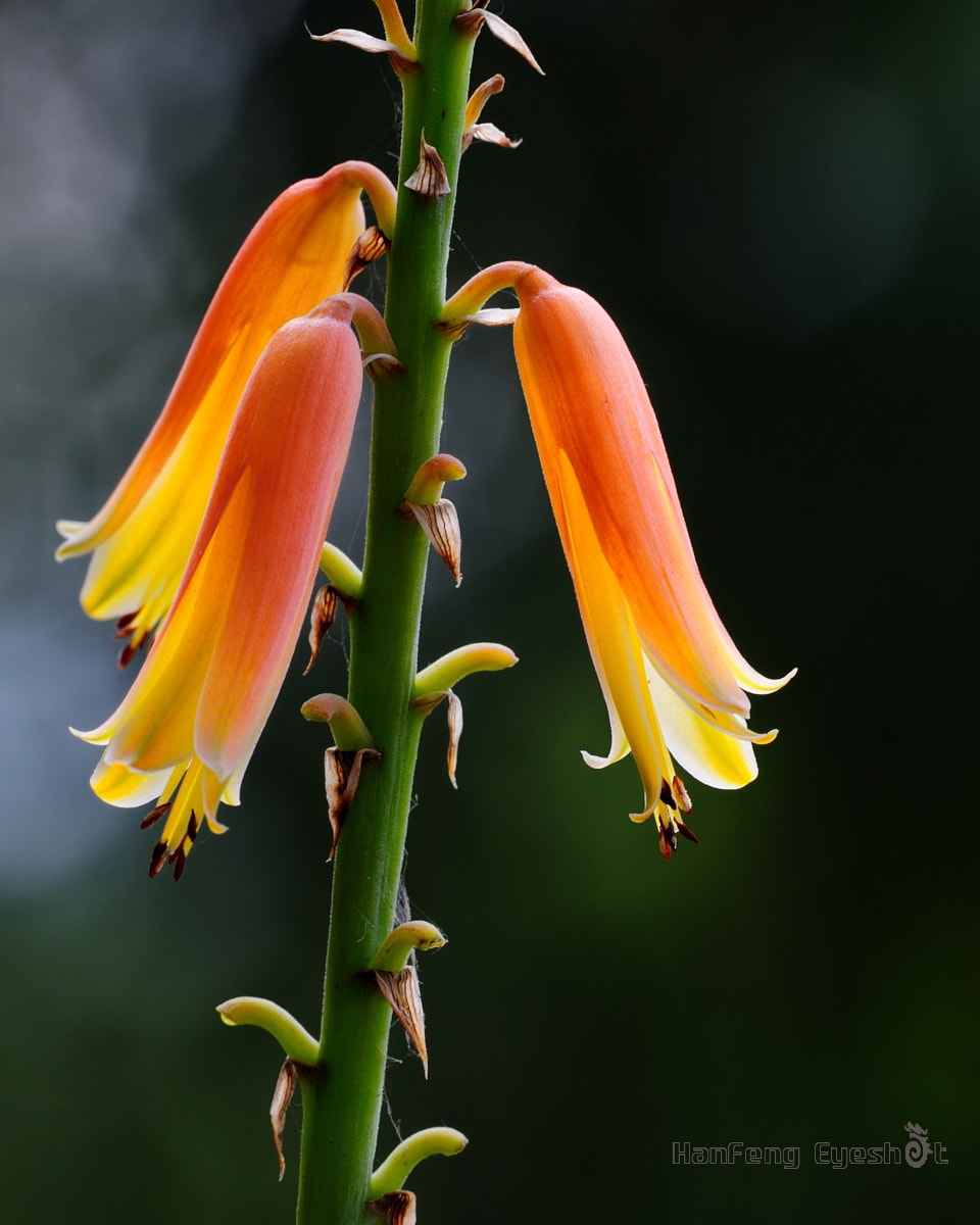 Nikon AF Micro-Nikkor 200mm F4D ED-IF sample photo. Aloe photography