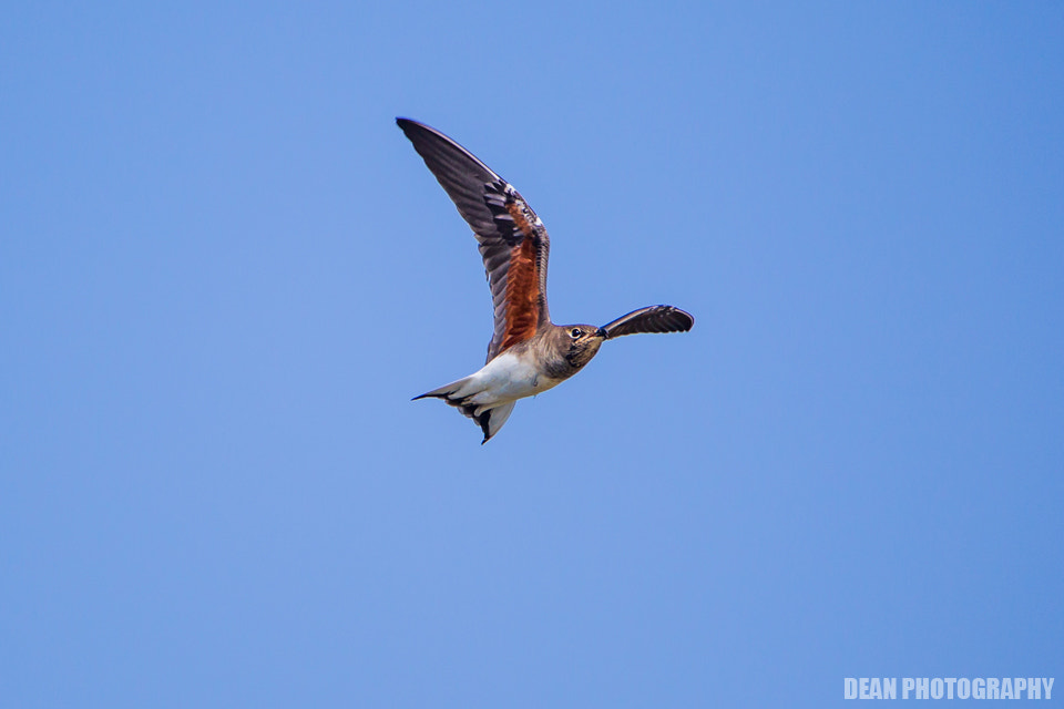 Canon EOS-1D Mark IV sample photo. Flying photography