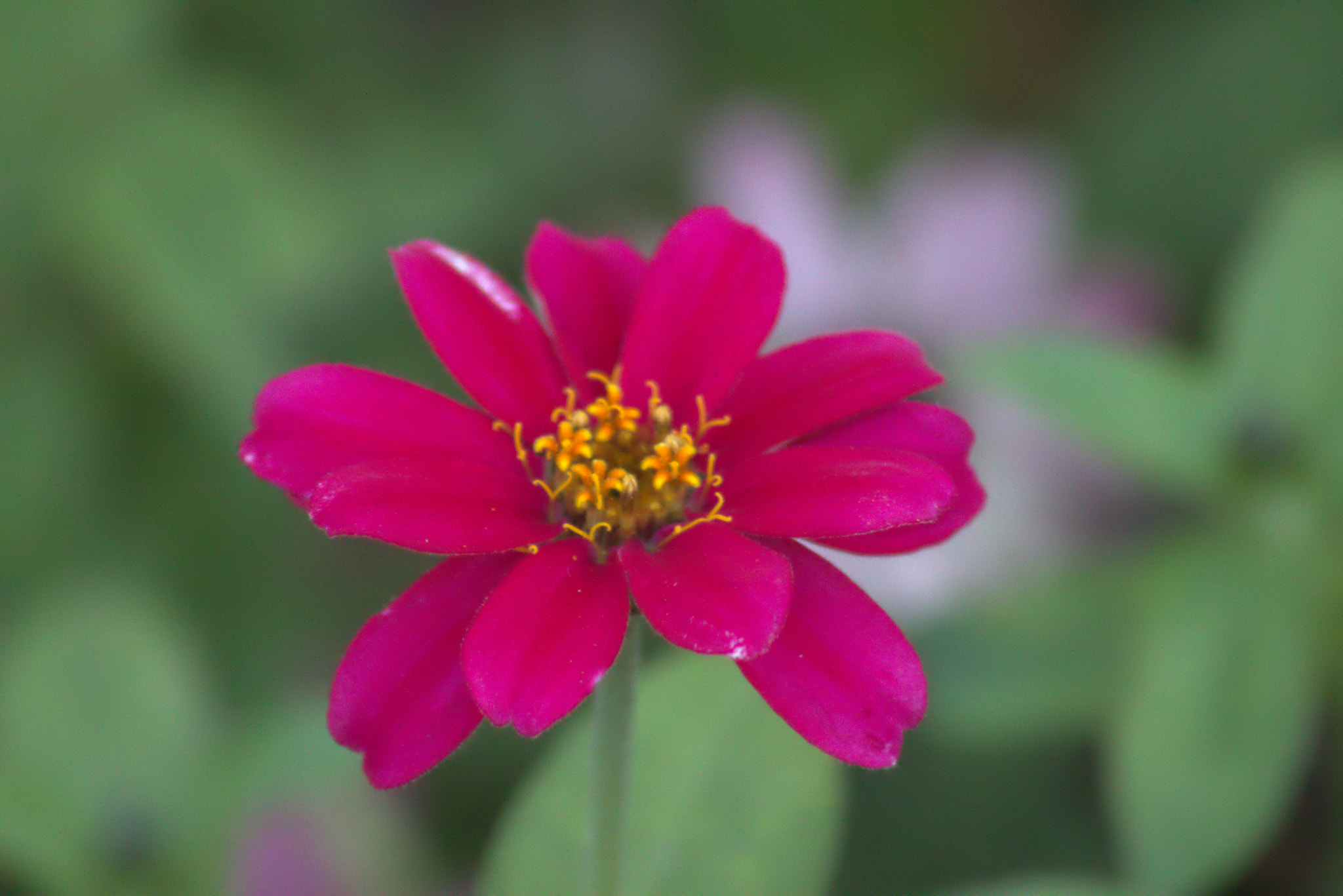 EF100-300mm f/5.6 sample photo. Raspberry cosmos photography