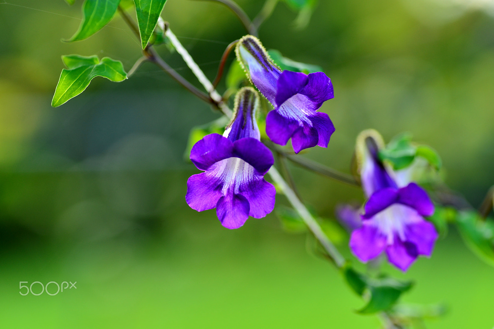 Nikon D600 sample photo. Flower of asarina photography