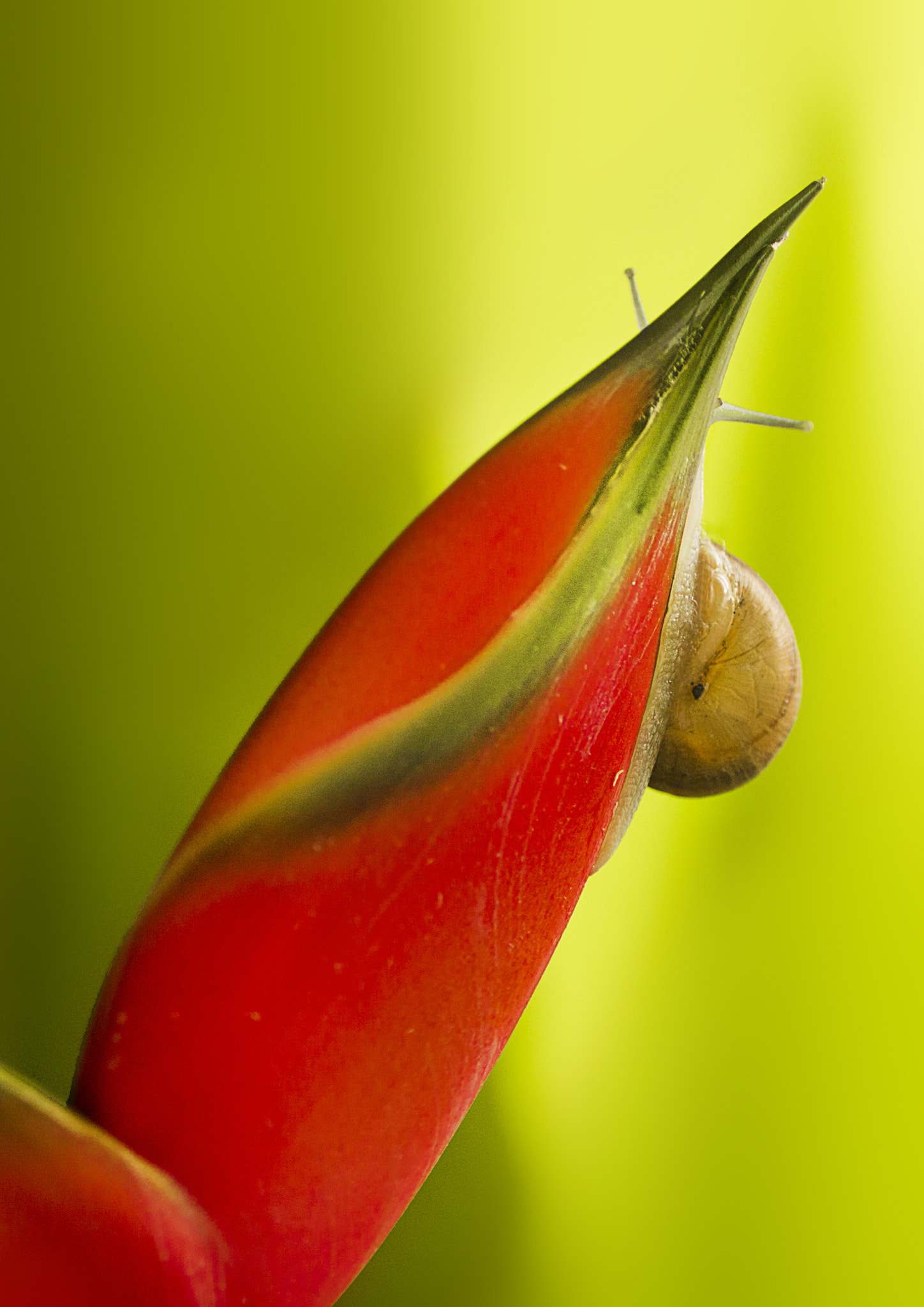 Canon EF 50mm F2.5 Macro sample photo. "hide and seek" photography