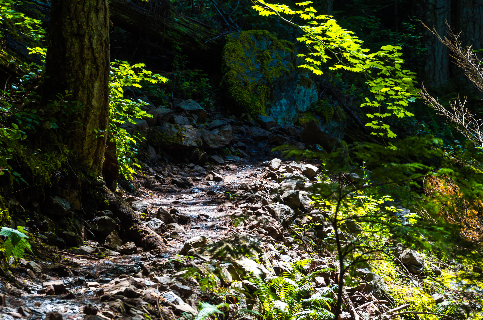 Pentax smc D-FA 100mm F2.8 Macro WR sample photo. Sunlit stoneway.jpg photography