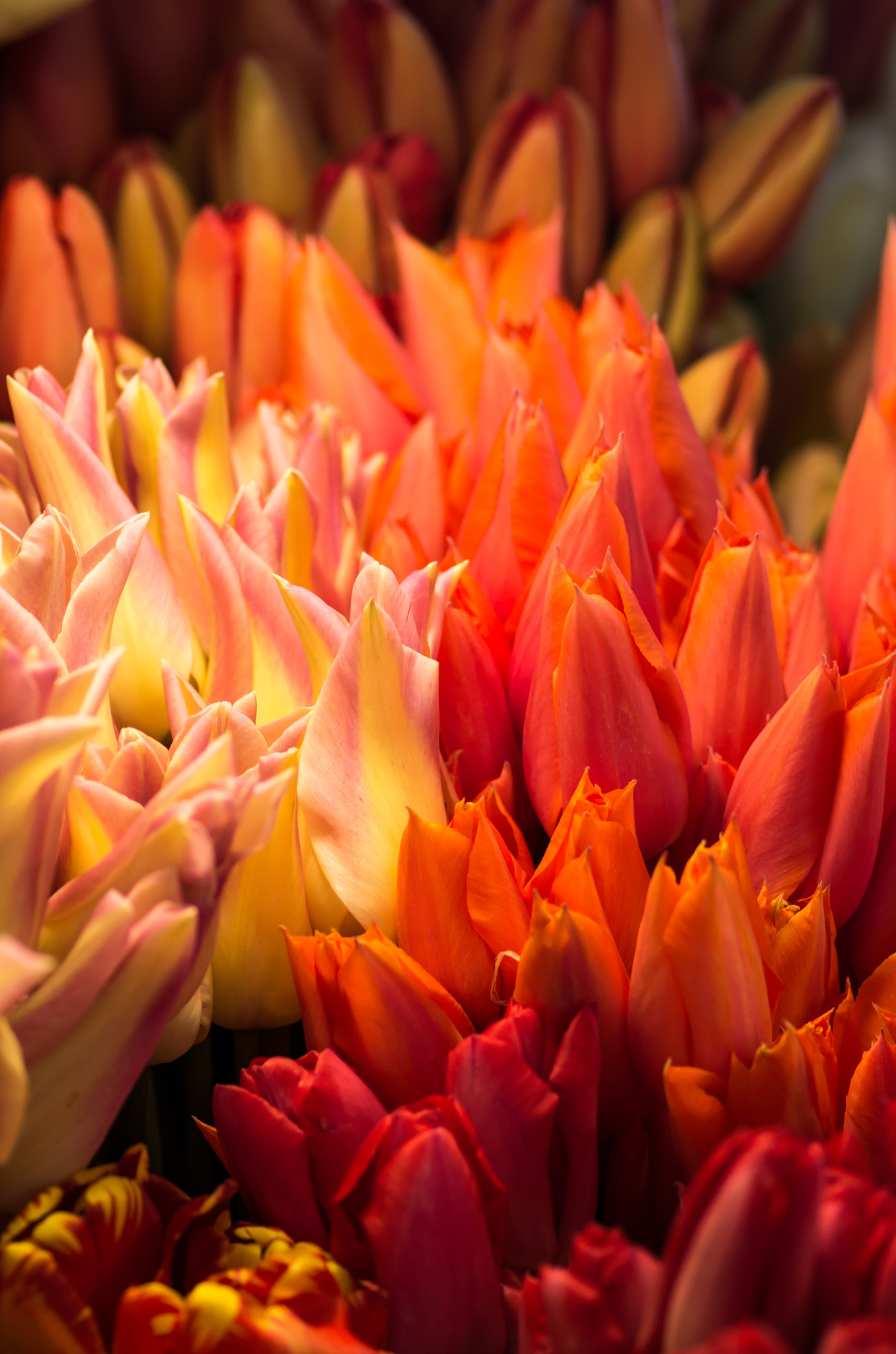 Pentax K-50 sample photo. Tulips enmeshed.jpg photography