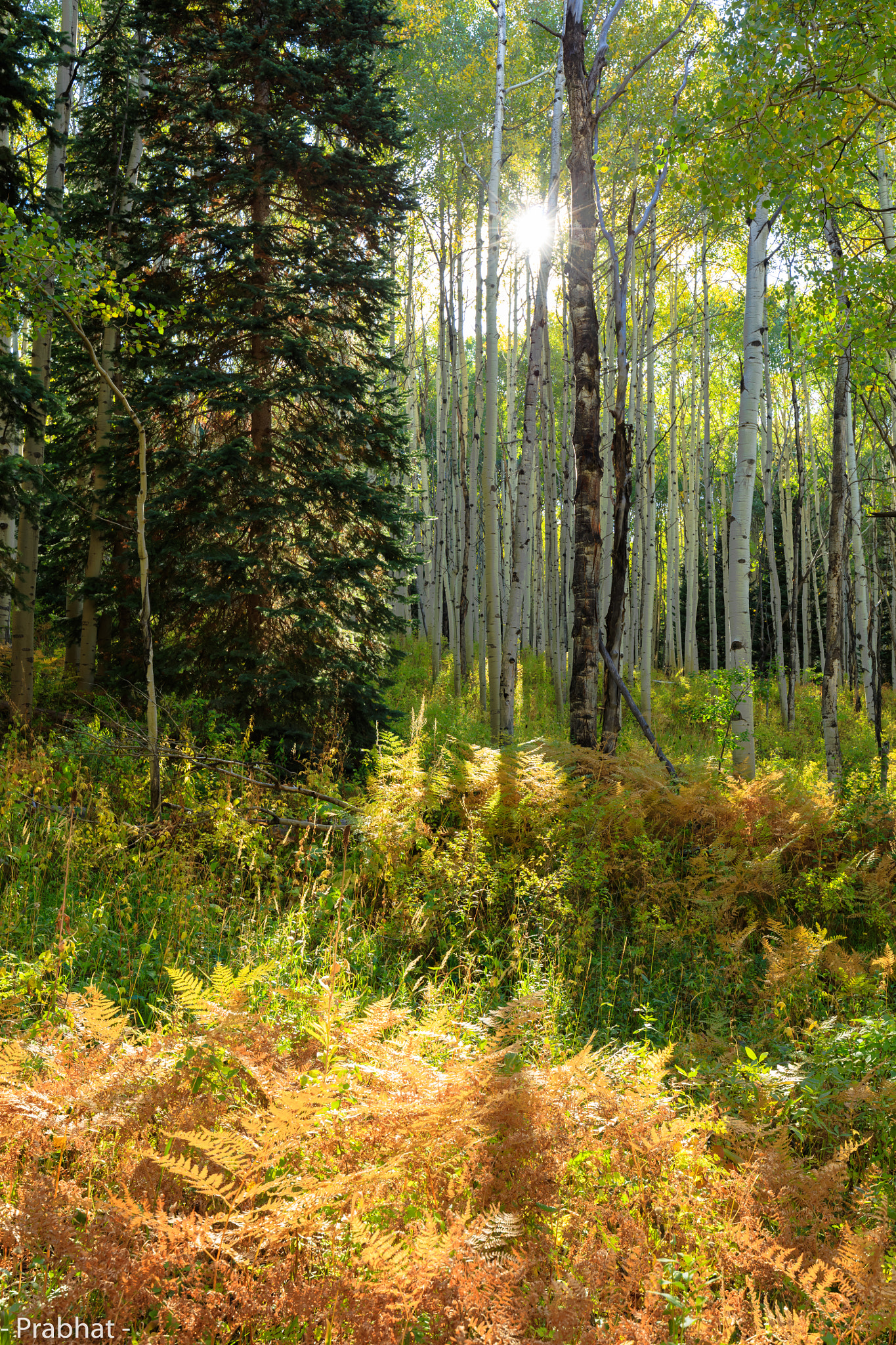 Canon EOS 5DS R + Canon EF 16-35mm F4L IS USM sample photo. Maron bells, aspen colorado photography