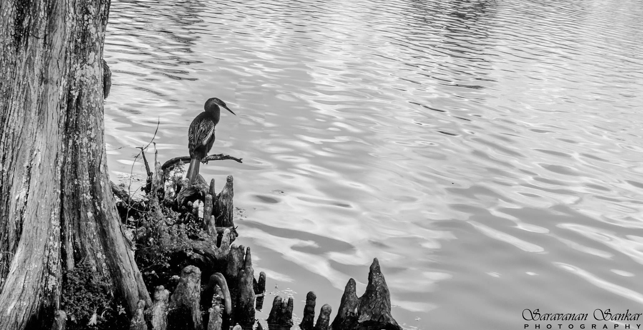 Sony SLT-A65 (SLT-A65V) + Sony DT 35mm F1.8 SAM sample photo. Bird at rest! photography