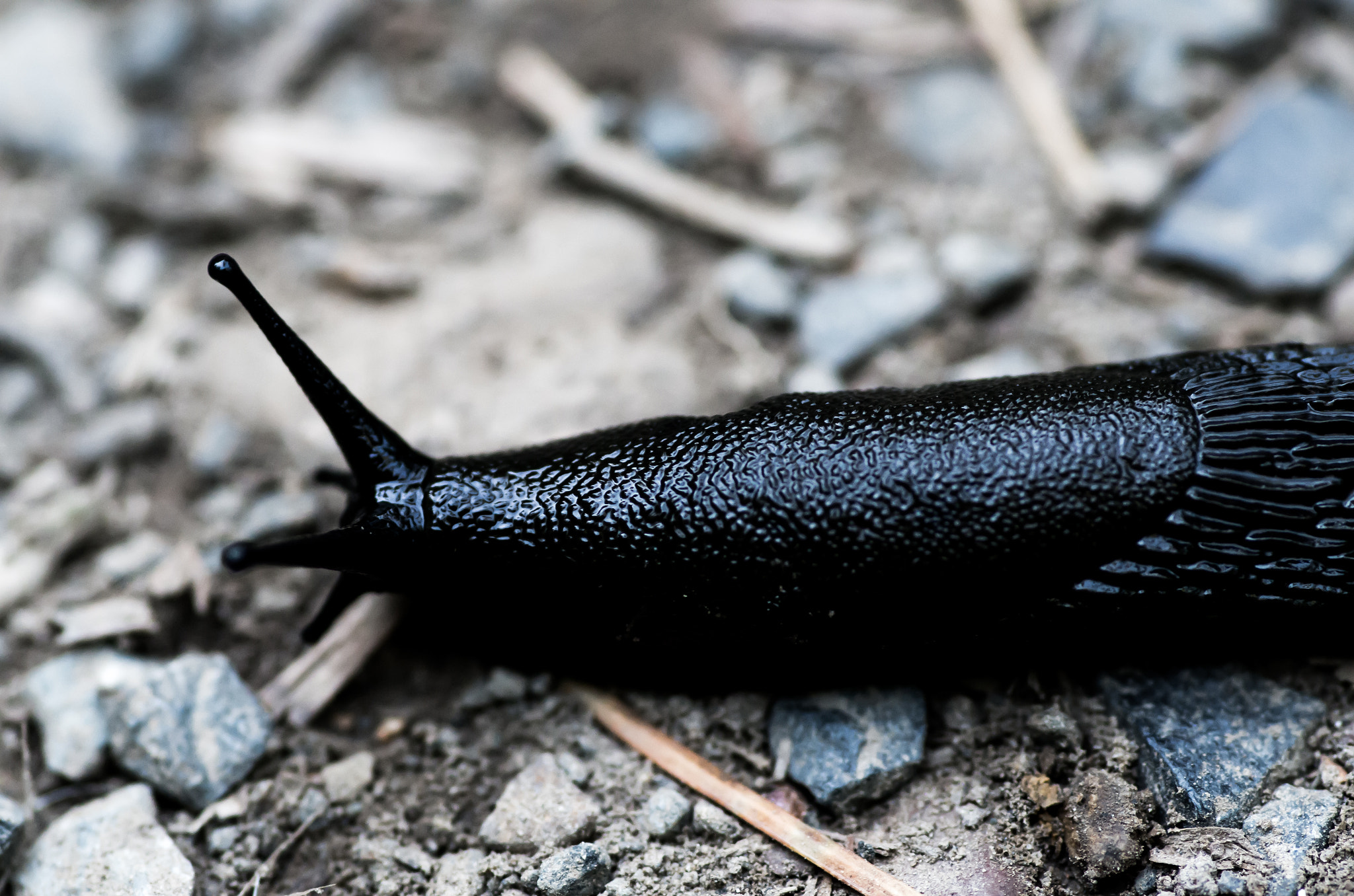 Pentax smc D-FA 100mm F2.8 Macro WR sample photo. Hug not slugs.jpg photography