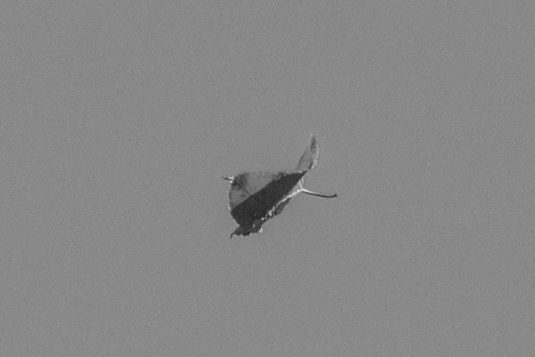 Sigma 18-200mm F3.5-6.3 DC OS HSM sample photo. Change in the air (b&w) photography