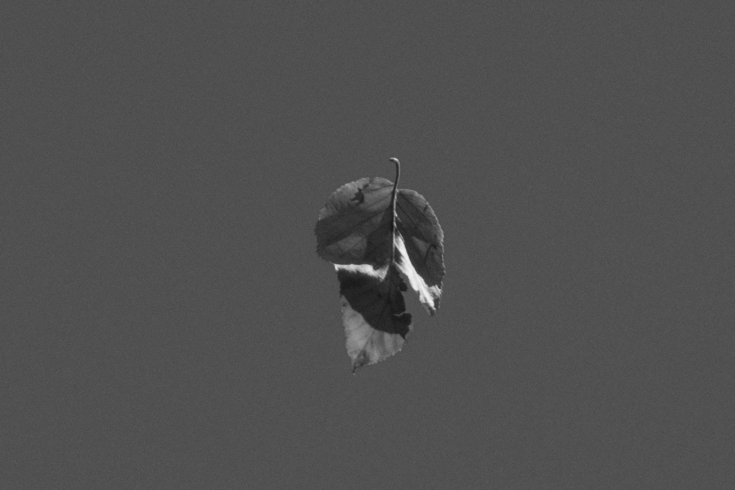 Sigma 18-200mm F3.5-6.3 DC OS HSM sample photo. Change in the air (b&w) photography