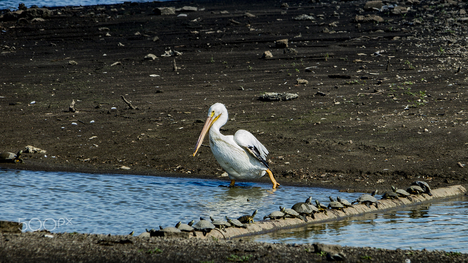 Sigma 150-500mm F5-6.3 DG OS HSM sample photo. Pelican and friends photography