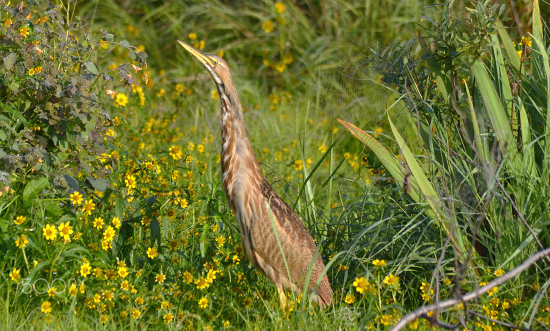 Sigma 150-500mm F5-6.3 DG OS HSM sample photo. American bittern/butor d'amérique photography