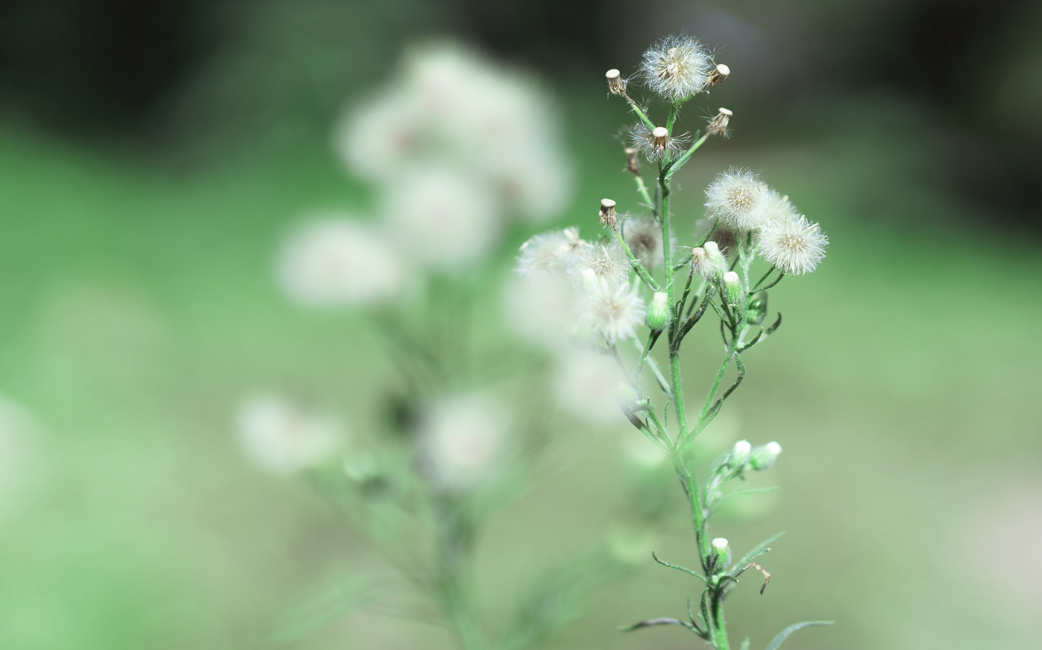 E 50mm F1.8 OSS sample photo. Dsc photography