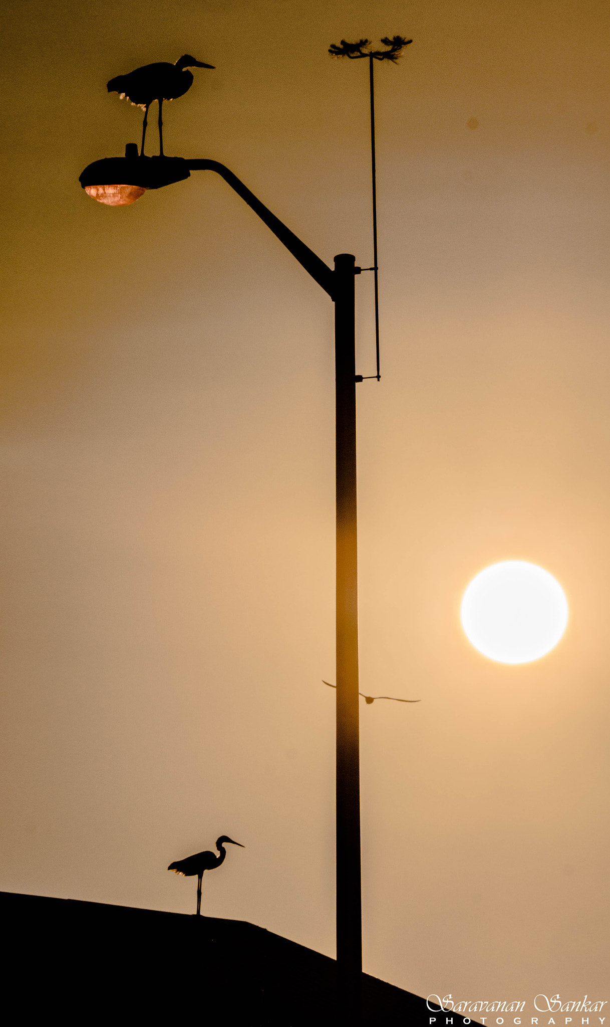 Sony DT 55-200mm F4-5.6 SAM sample photo. Silhouette photography