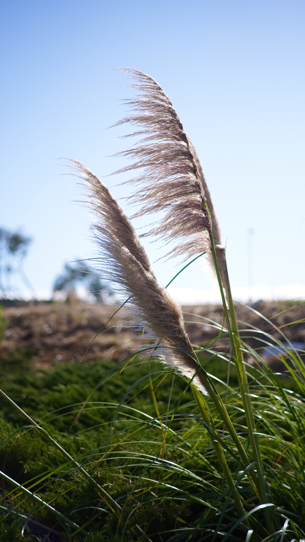 Pentax K-1 sample photo. Grass photography